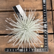 チランジア テクトラム L【289】