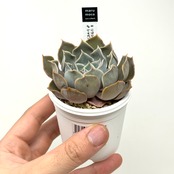 ♀リラシナ× ♂シャビアナペレグリナ【337】