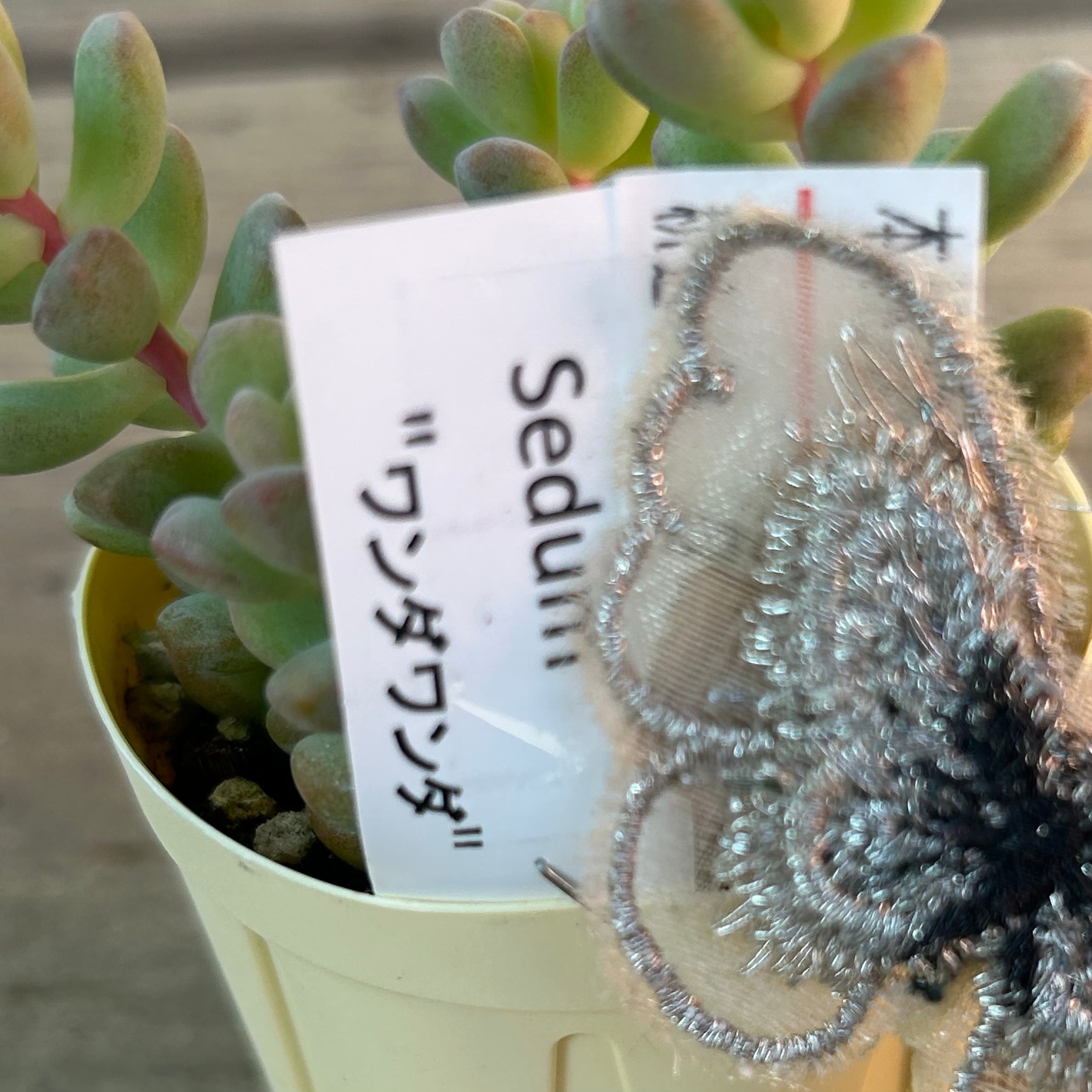 ワンダワンダー | RuPo 多肉植物専門店