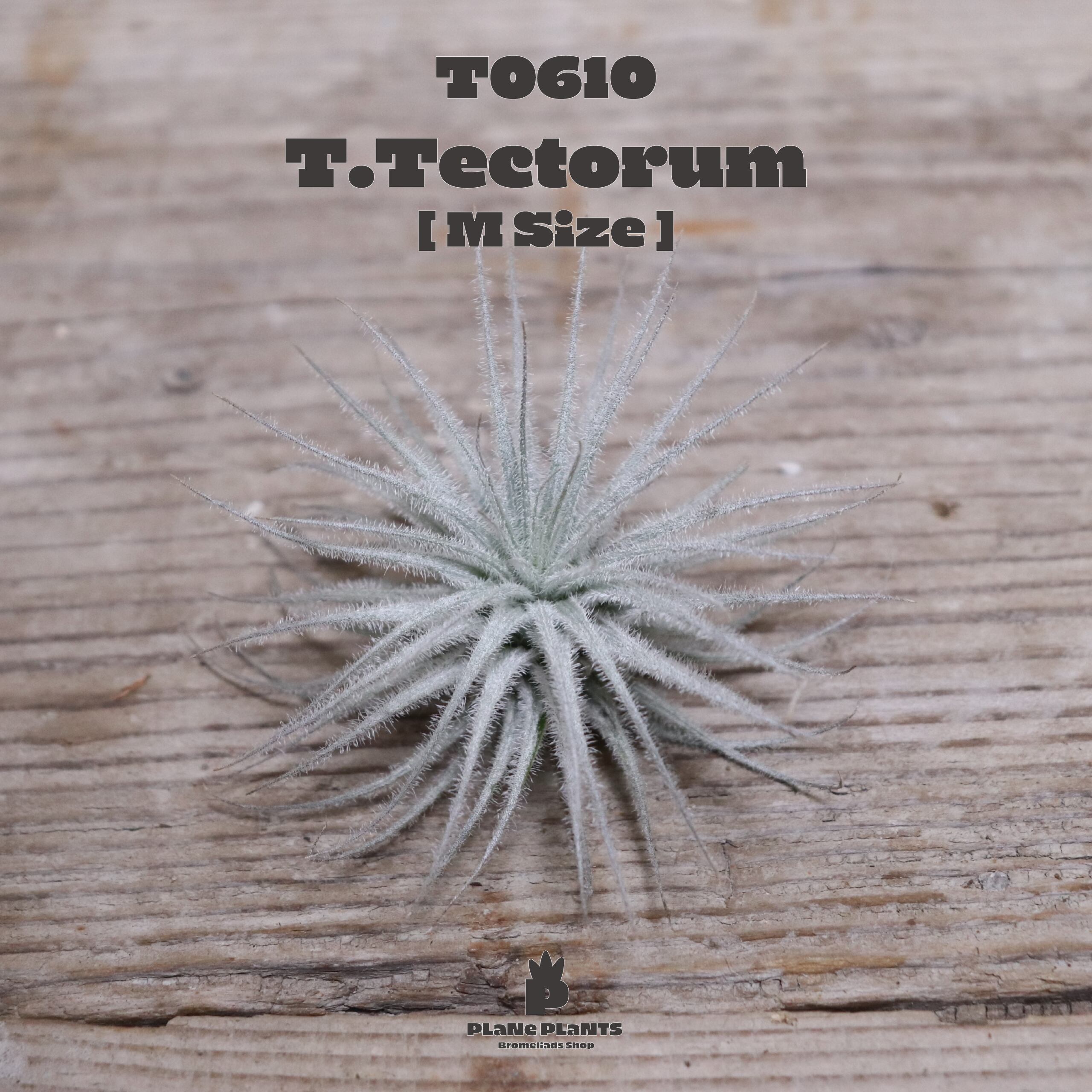 【送料無料】テクトラムM〔エアプランツ〕現品発送T0610