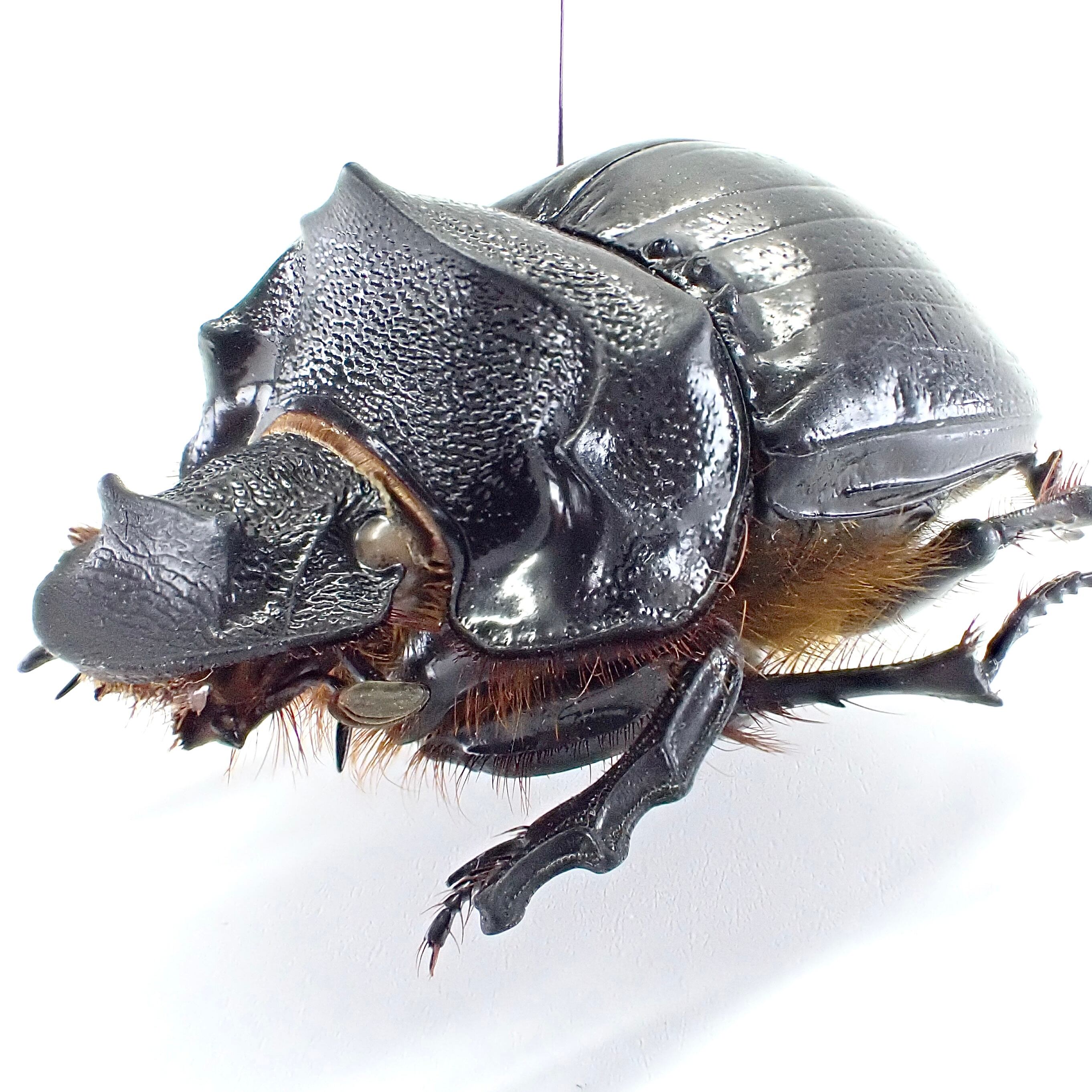 カメルーン産 Heliocopris sp. myrmidon ♂♀ 36mm/36mm | 昆虫標本