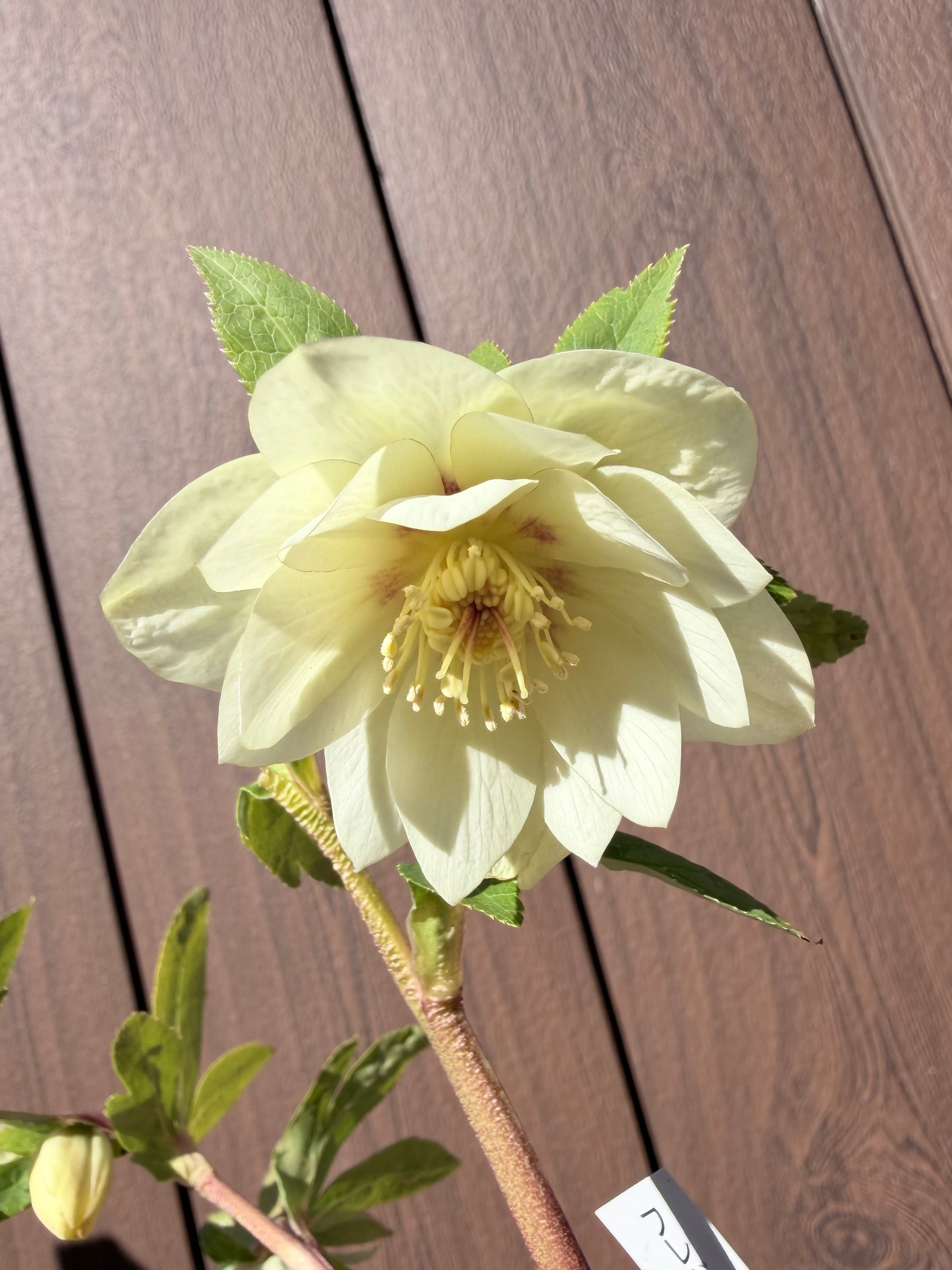 かぐや姫系フラッシュゴールド認定フレグランス 加藤農園 クリスマス