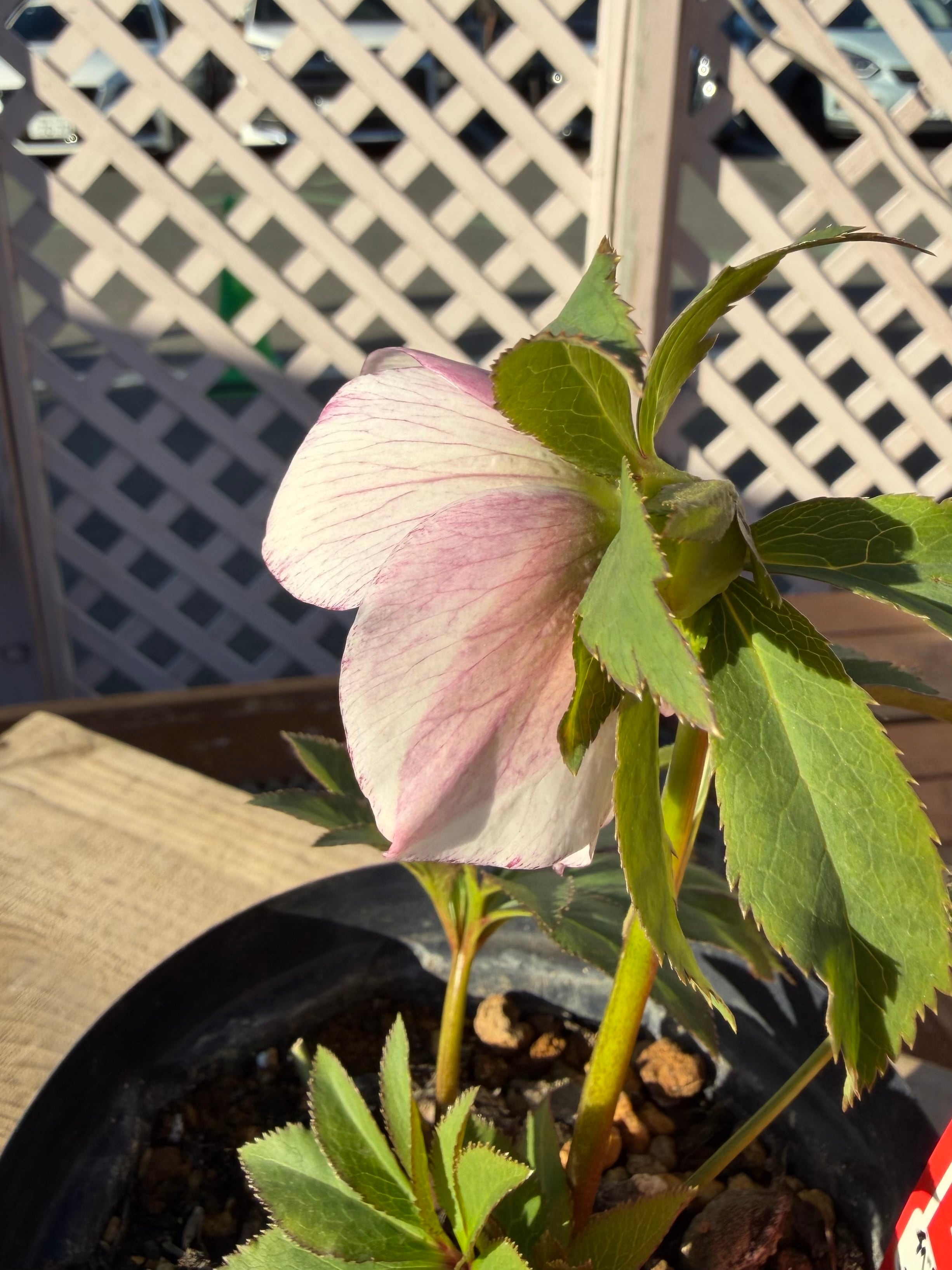 チベタヌス交配×チベタヌス戻し交配 Zoony Garden クリスマスローズ