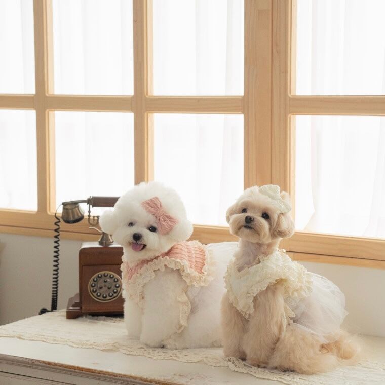 【Dailypetchon】Bongbong Lovely Knit Bustier