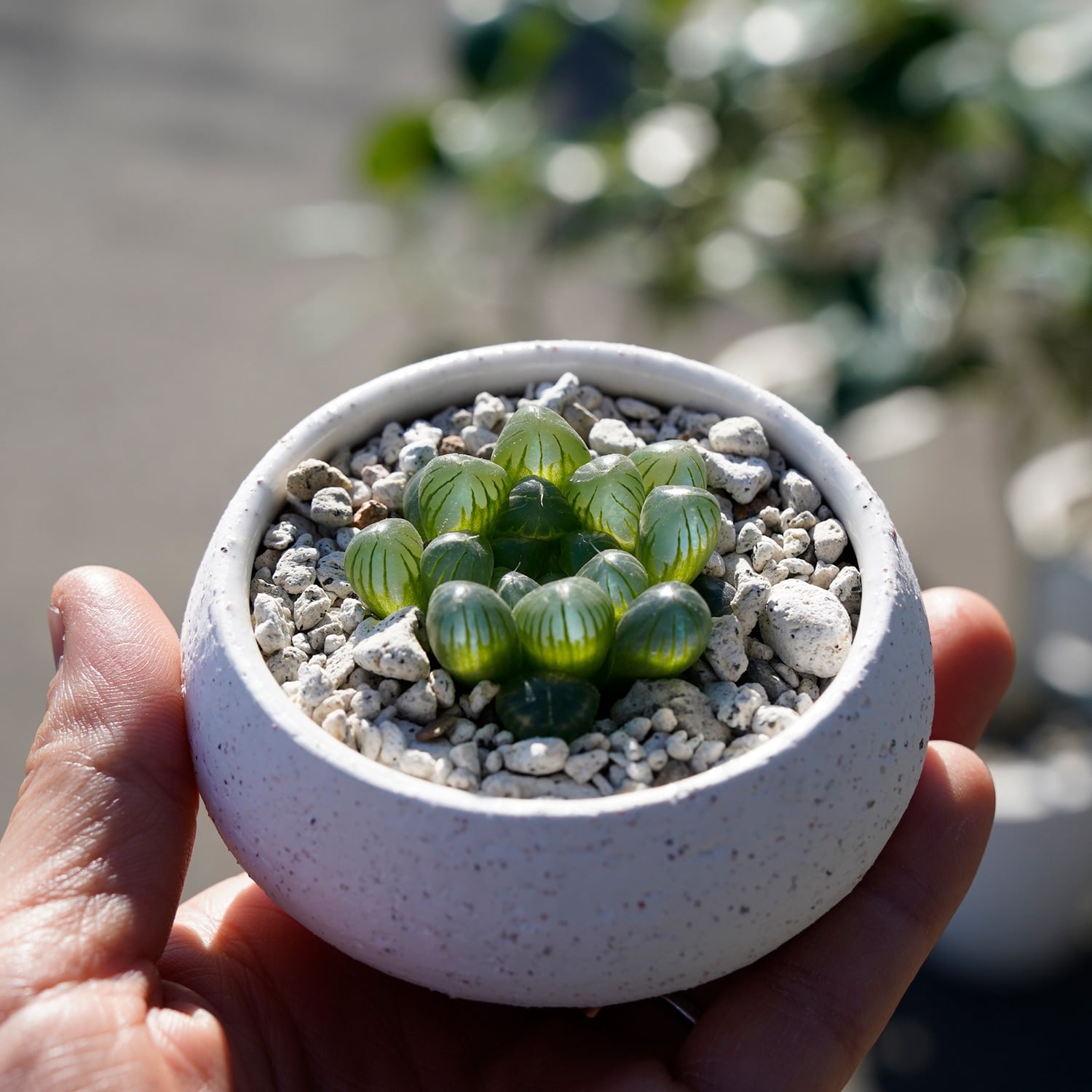 AYANAS（アヤナス）｜観葉植物のセレクトショップ・通販