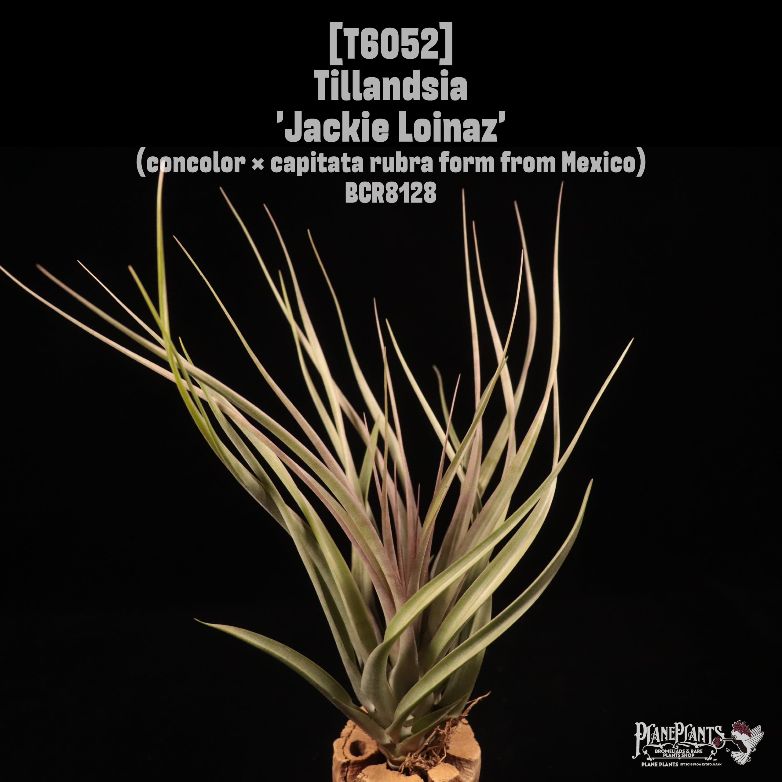 Tillandsia 'Jackie Loinaz'〔ティランジア〕T6052