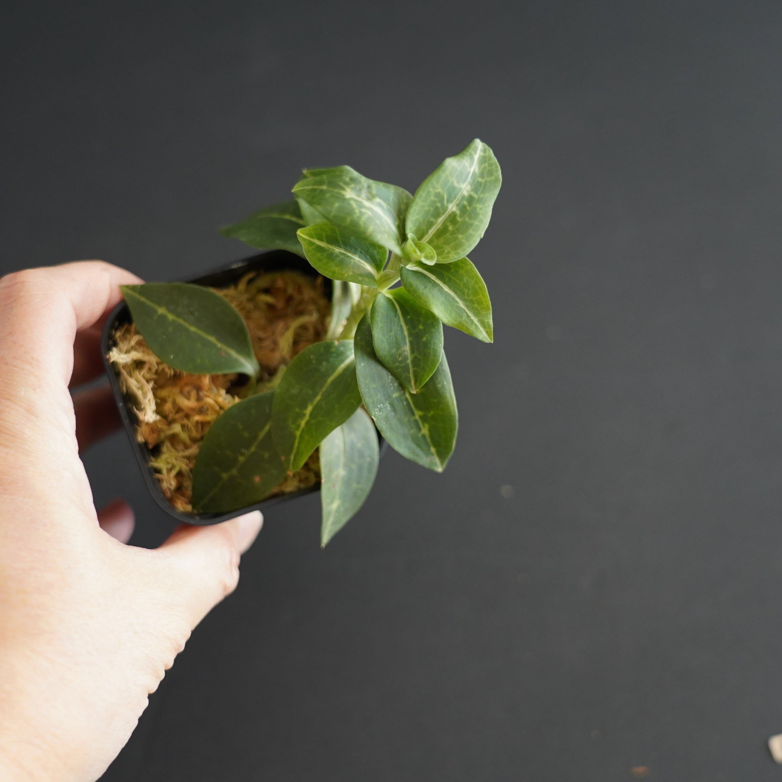 ◇現品◇ミヤマウズラ Goodyera schlechtendaliana【ジュエル