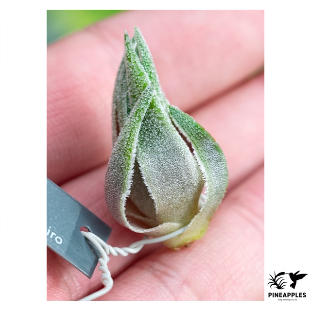 Tillandsia sprengeliana (HR6138)