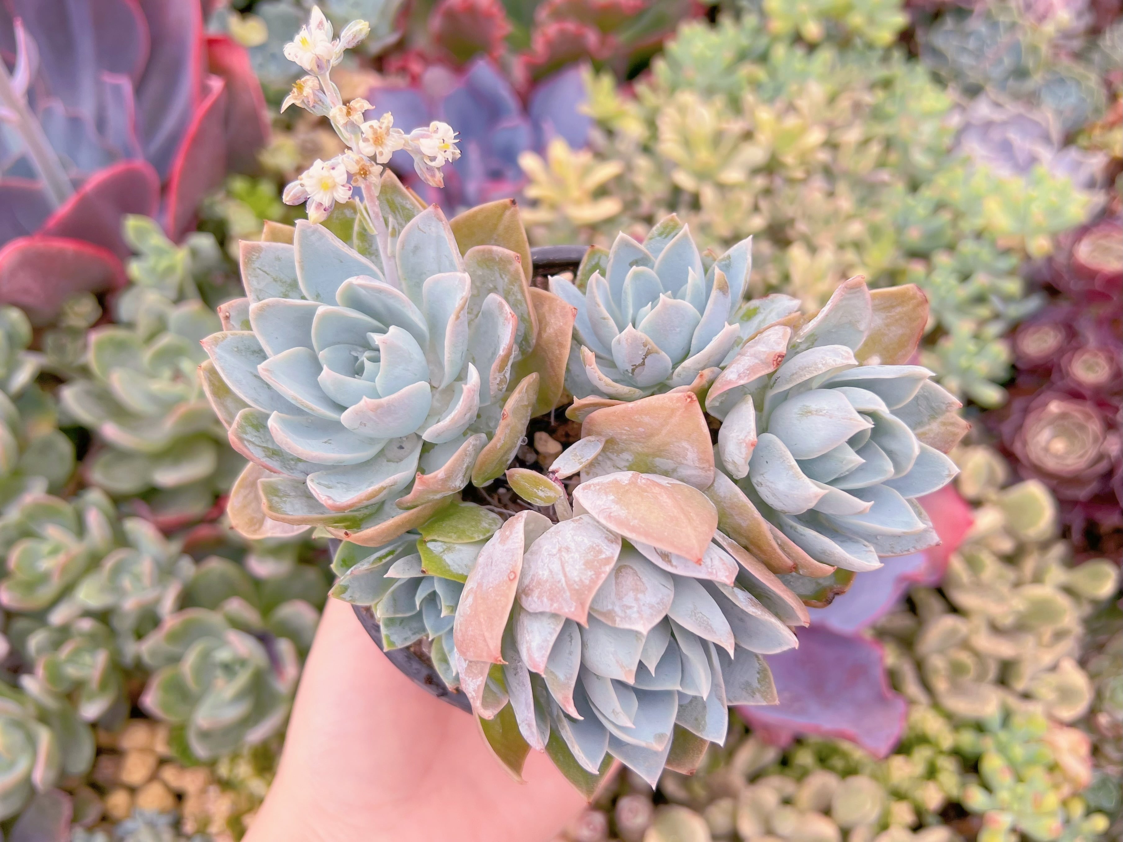 現品　Sedum suaveolens#M018   大群生　新入荷　るる農園