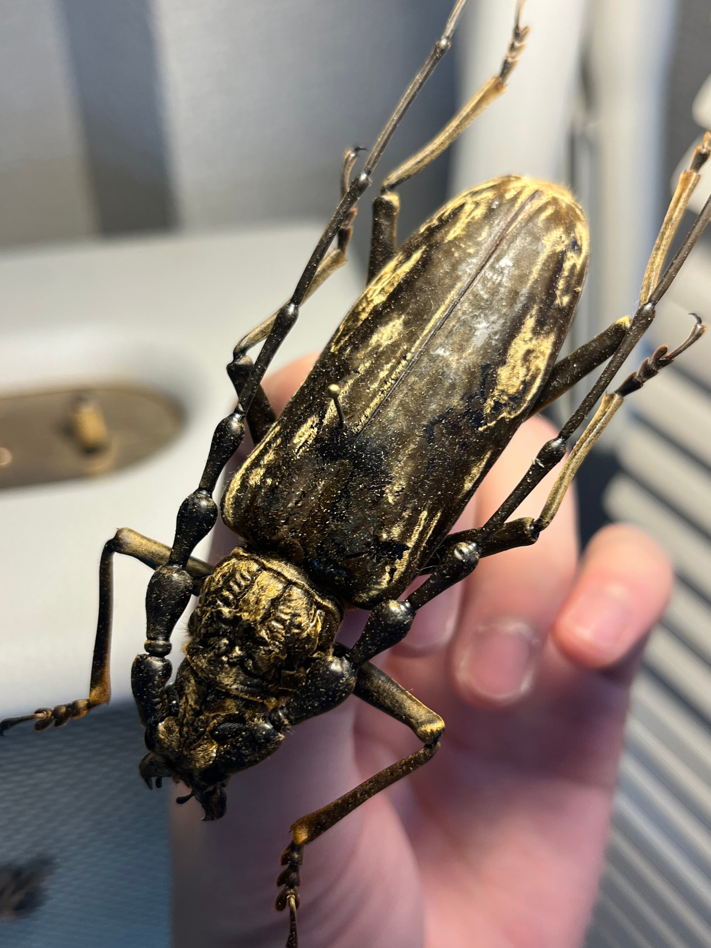 極BIG】オオミヤマカミキリ♂ 標本 カミキリムシ Xixuthrus 天牛