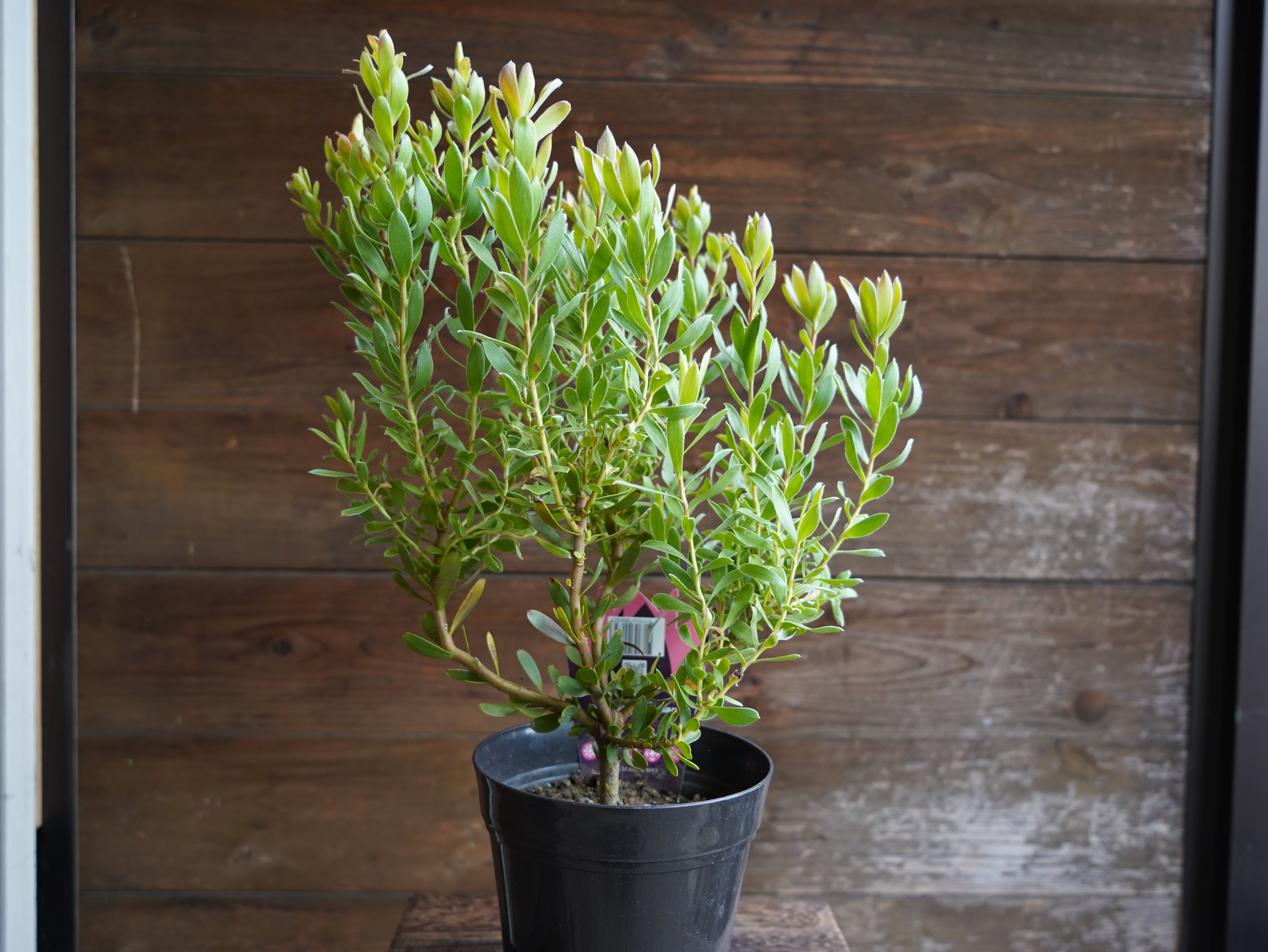 【現物】リューカデンドロン　”Harvest”