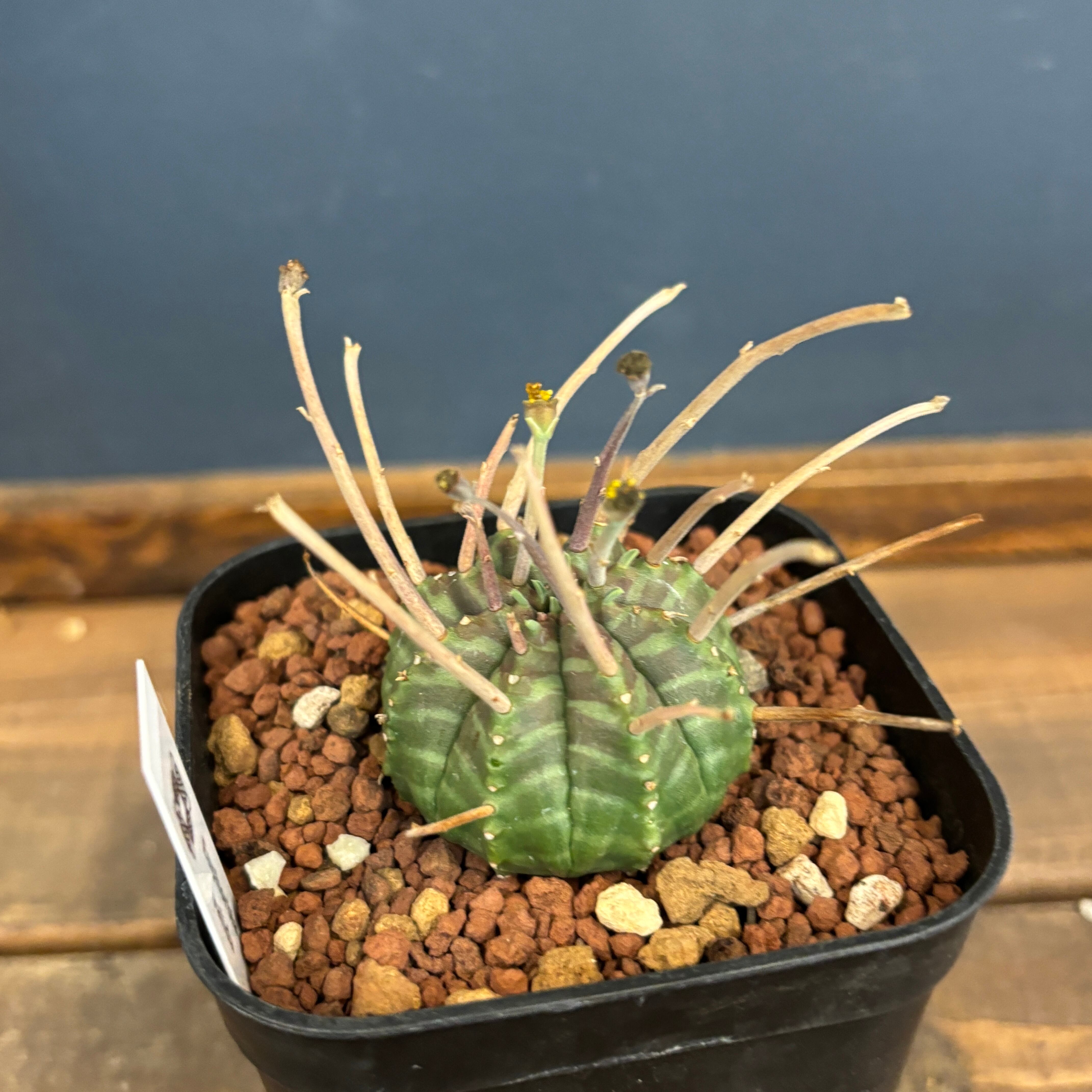 ユーフォルビア　バリダ　多頭 ユーフォルビア ホリダ×バリダ 