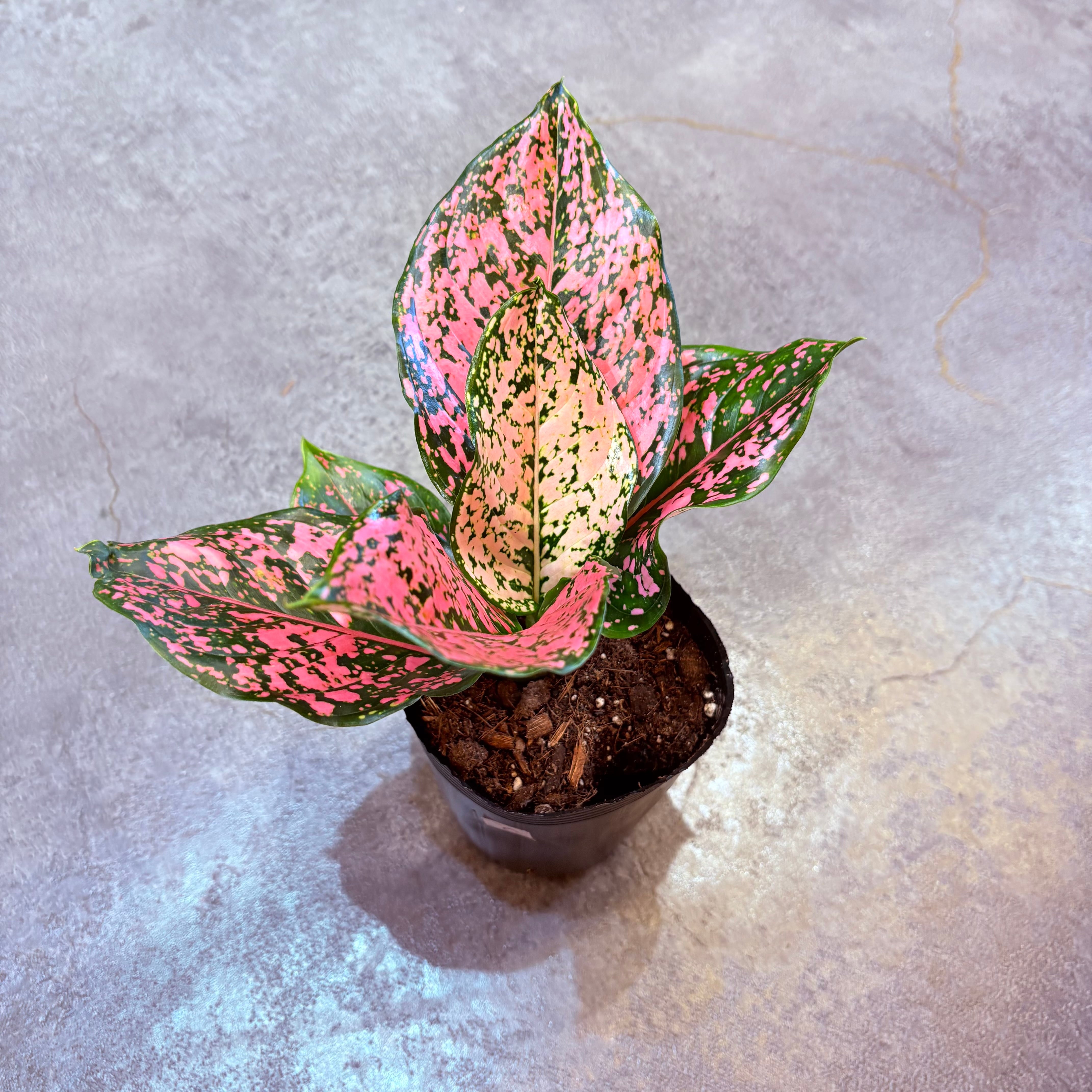 アグラオネマ ニューカンクンピンク 3.5号 C | Green Vibes 宇都宮市の