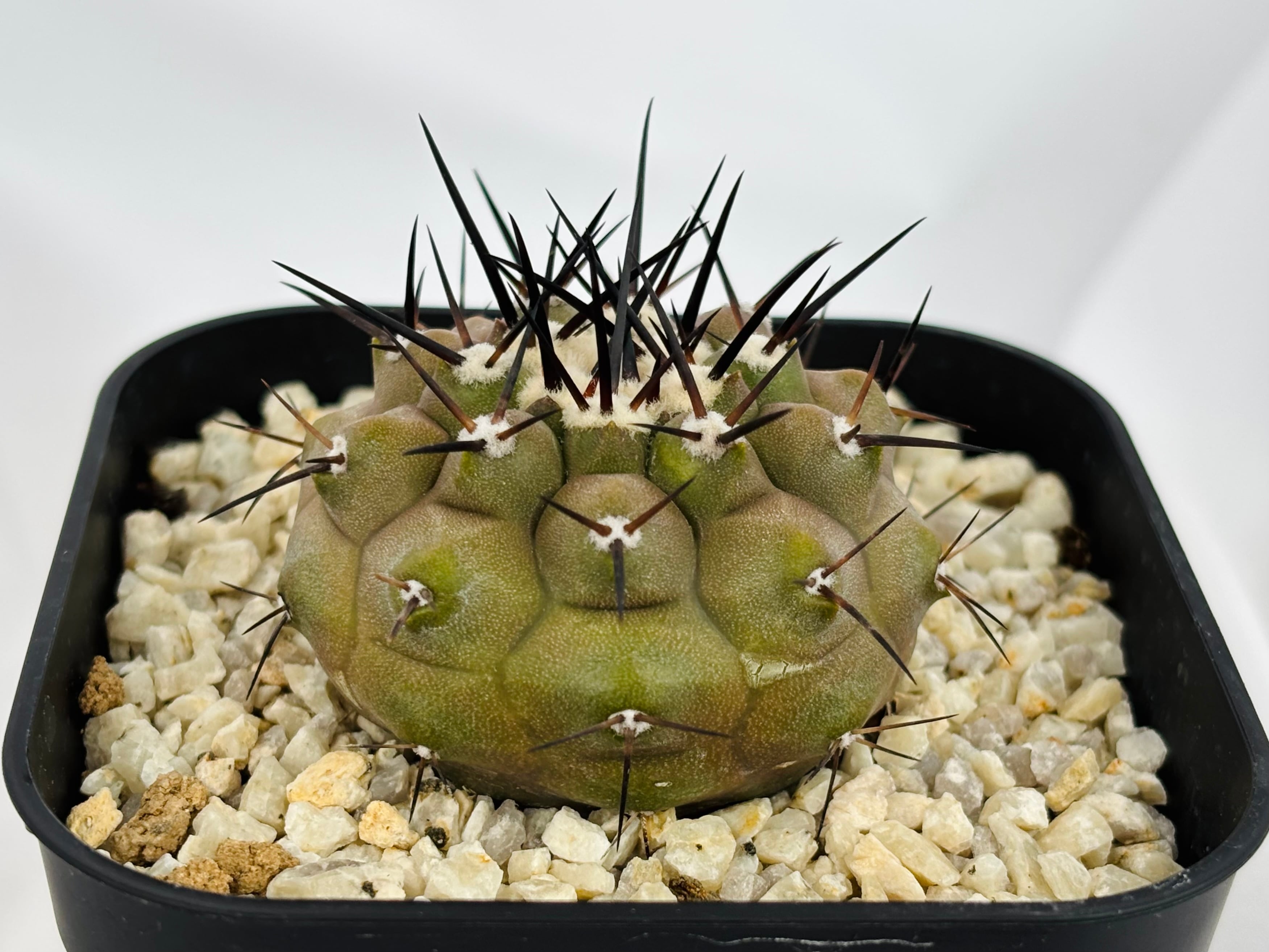 Copiapoa cinerea コピアポア シネレア 黒王丸 サボテン | plants MARU