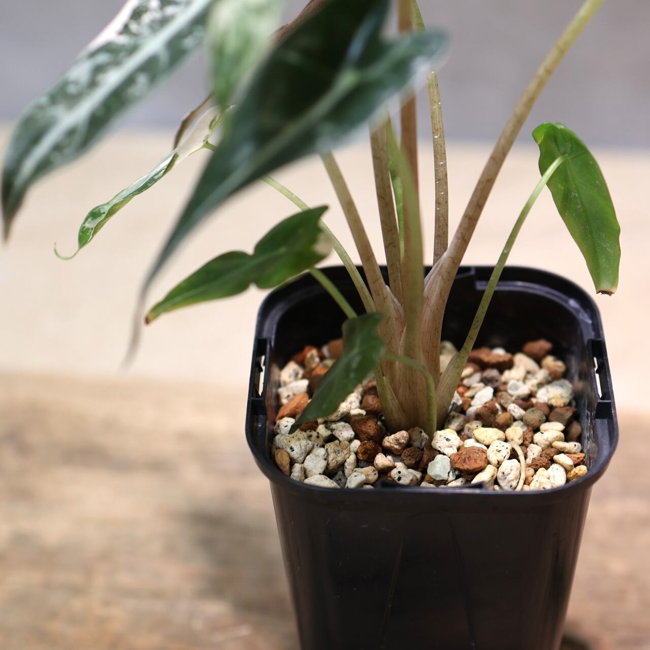 【極斑】【美株】アロカシア バンビーノ ピンク バリエガータ 2株？ 極斑】【美株】アロカシア バンビーノ ピンク バリエガータ 2株？