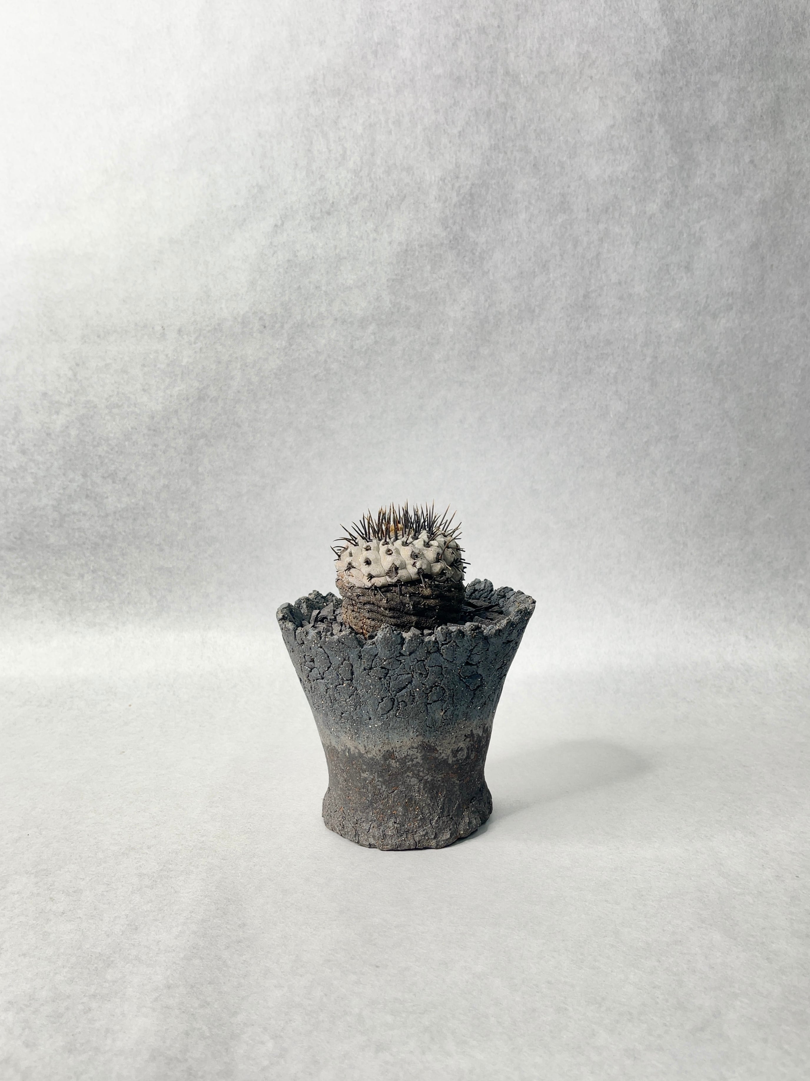 コピアポア・黒王丸 | trigger