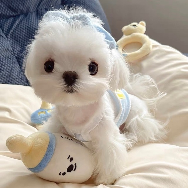 【予約】ペットベイビートイセット