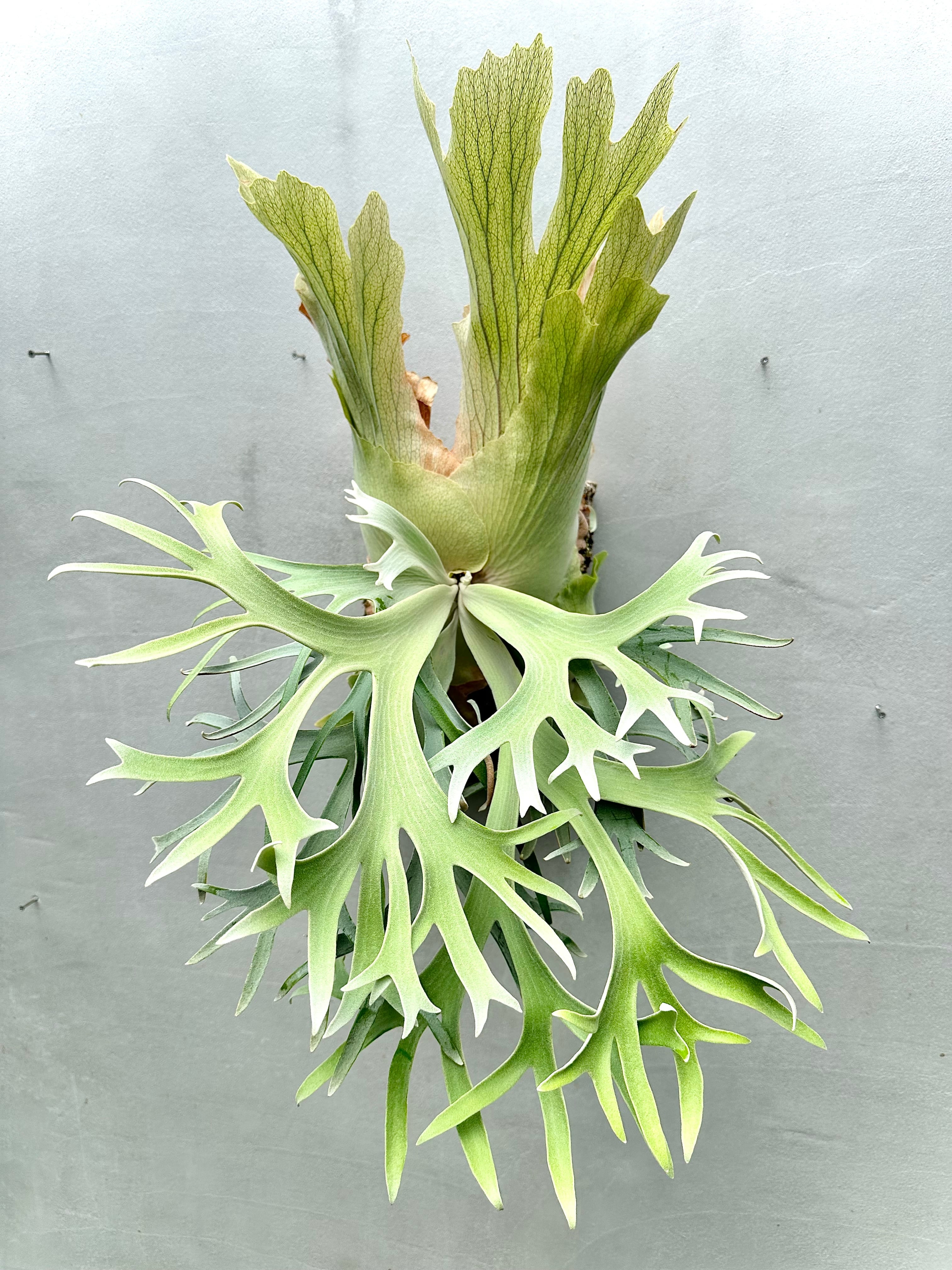 Platycerium_ビカクシダ | vandaka plants