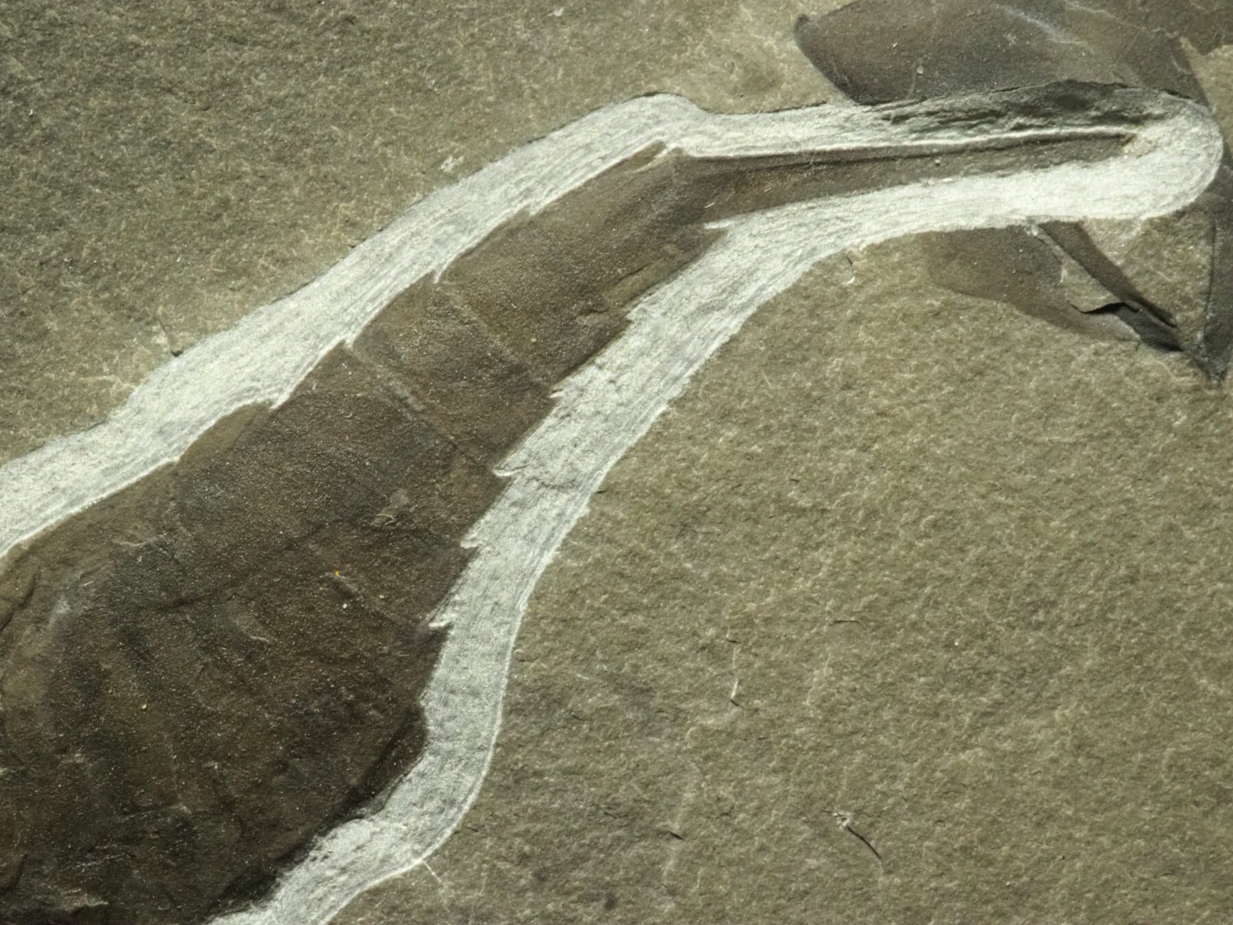 横向き！？ウミサソリの化石【Eurypterus remipes】【1315g】アメリカ