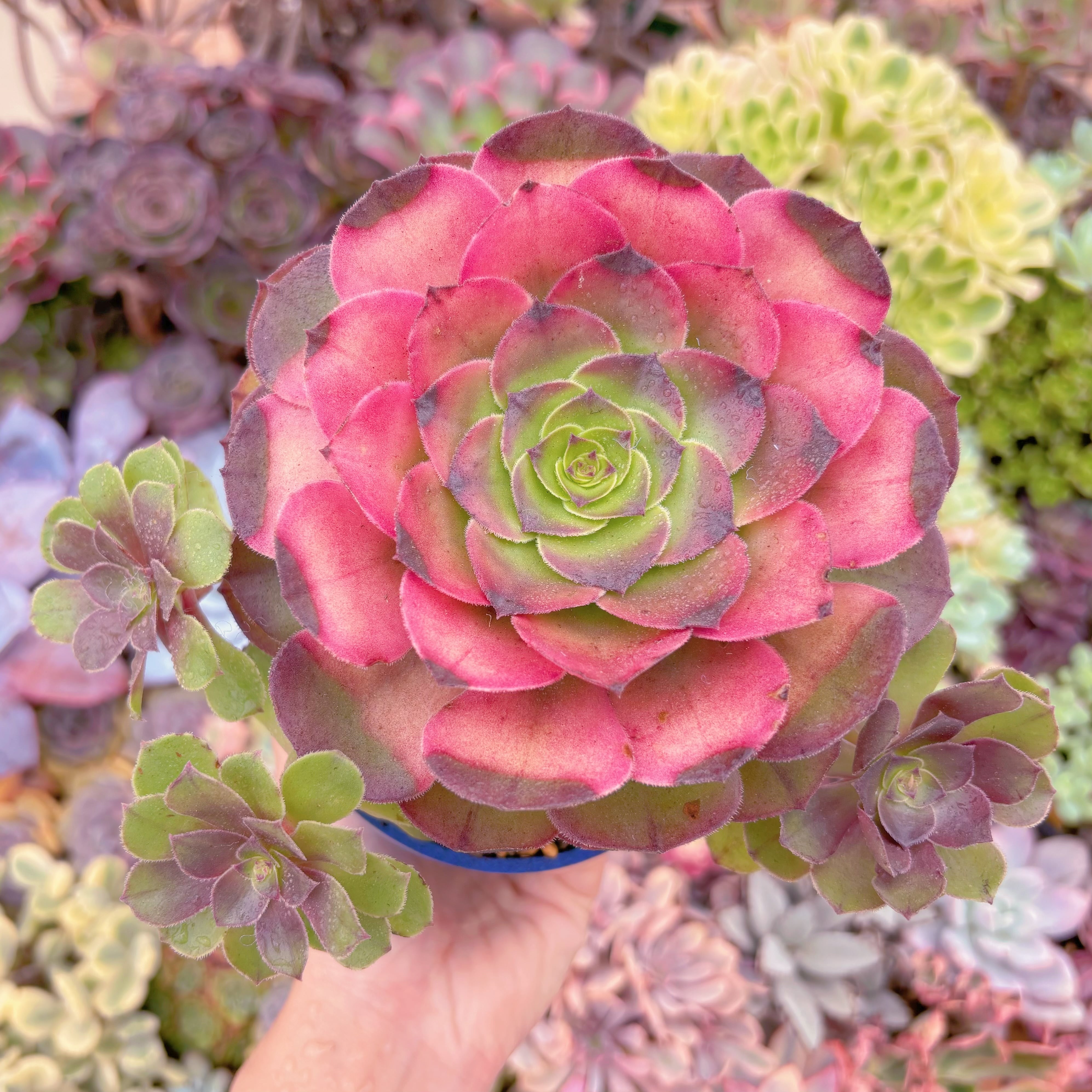 現品　ハロウィン錦#B53　大群生　新入荷　るる農園