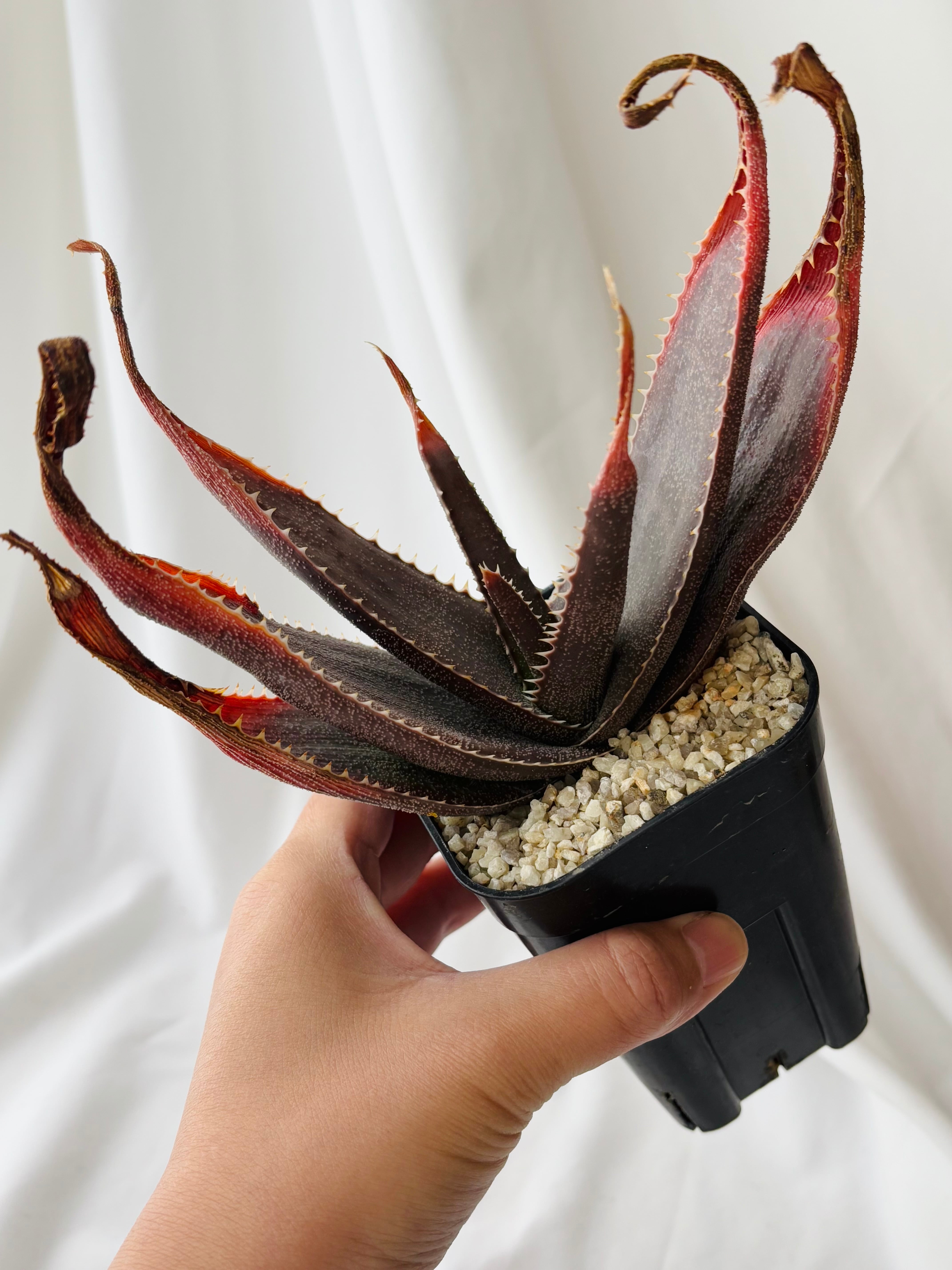 Aloe thorncroftii アロエ ソーンクロフティ 多肉植物 | plants MARU