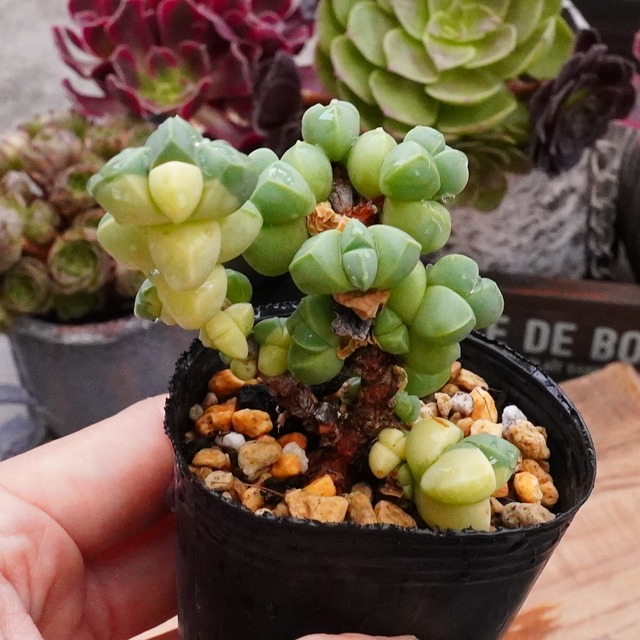 30%OFF！【レーマニー錦 】群生　斑入り　おもしろ　韓国多肉　