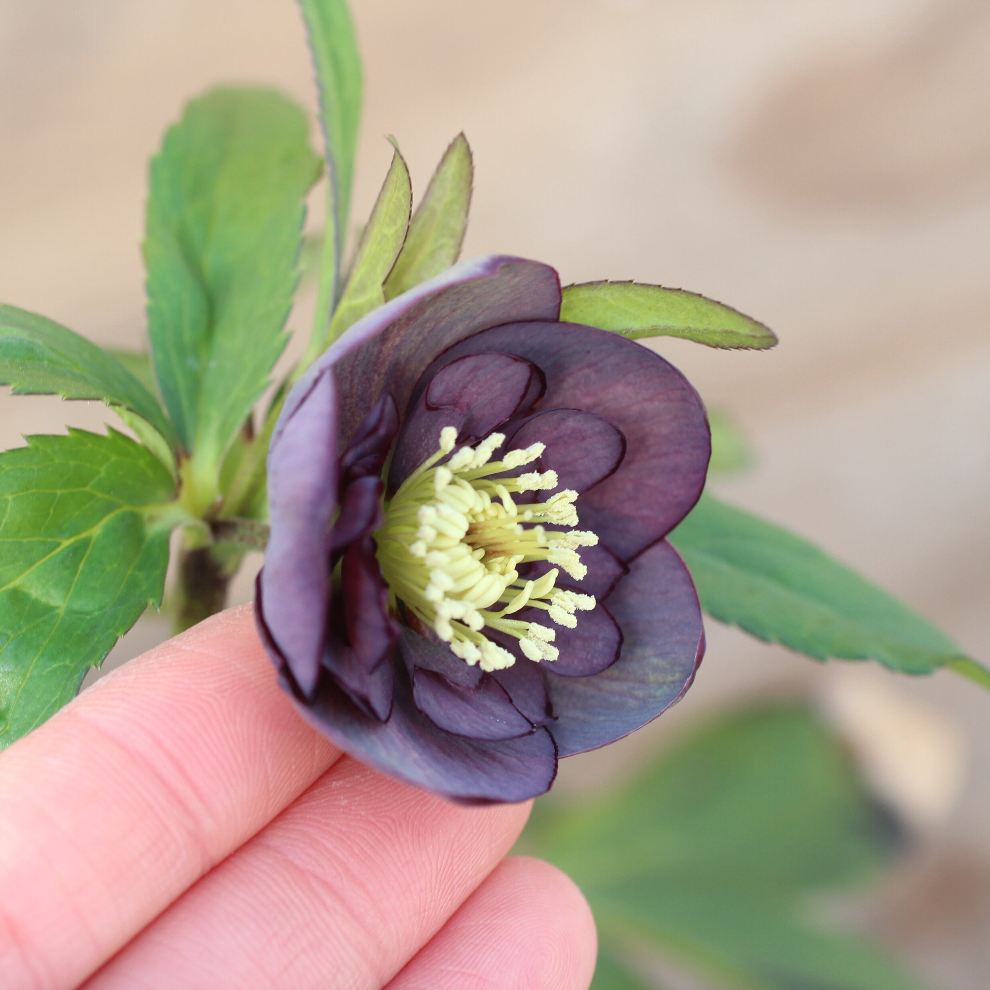 WS26-042 クリスマスローズ ウィンターシンフォニー 小輪系グレー