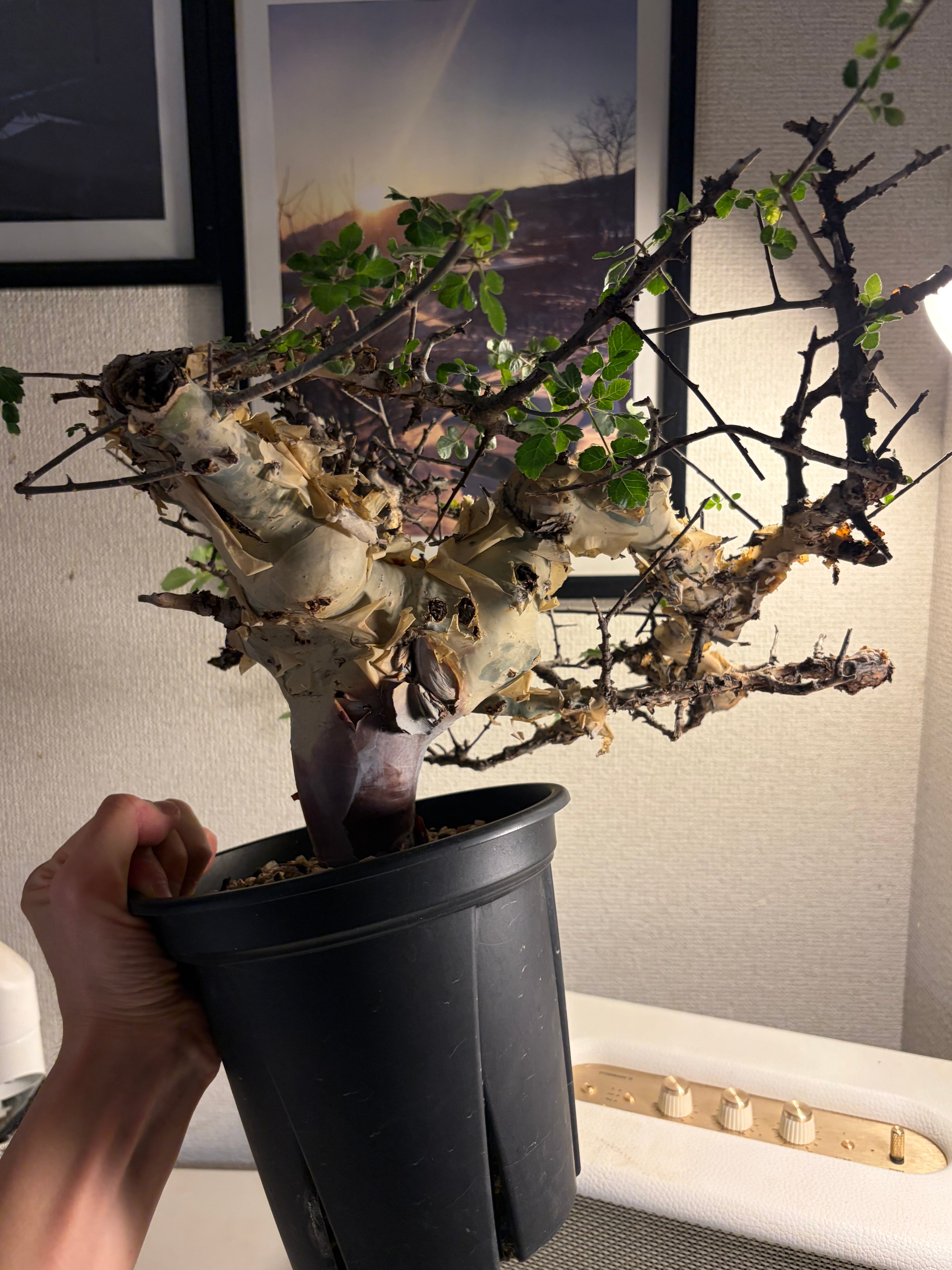 荒れ狂うコミフォラ カタフ ターカネンシス Commiphora グラキリス