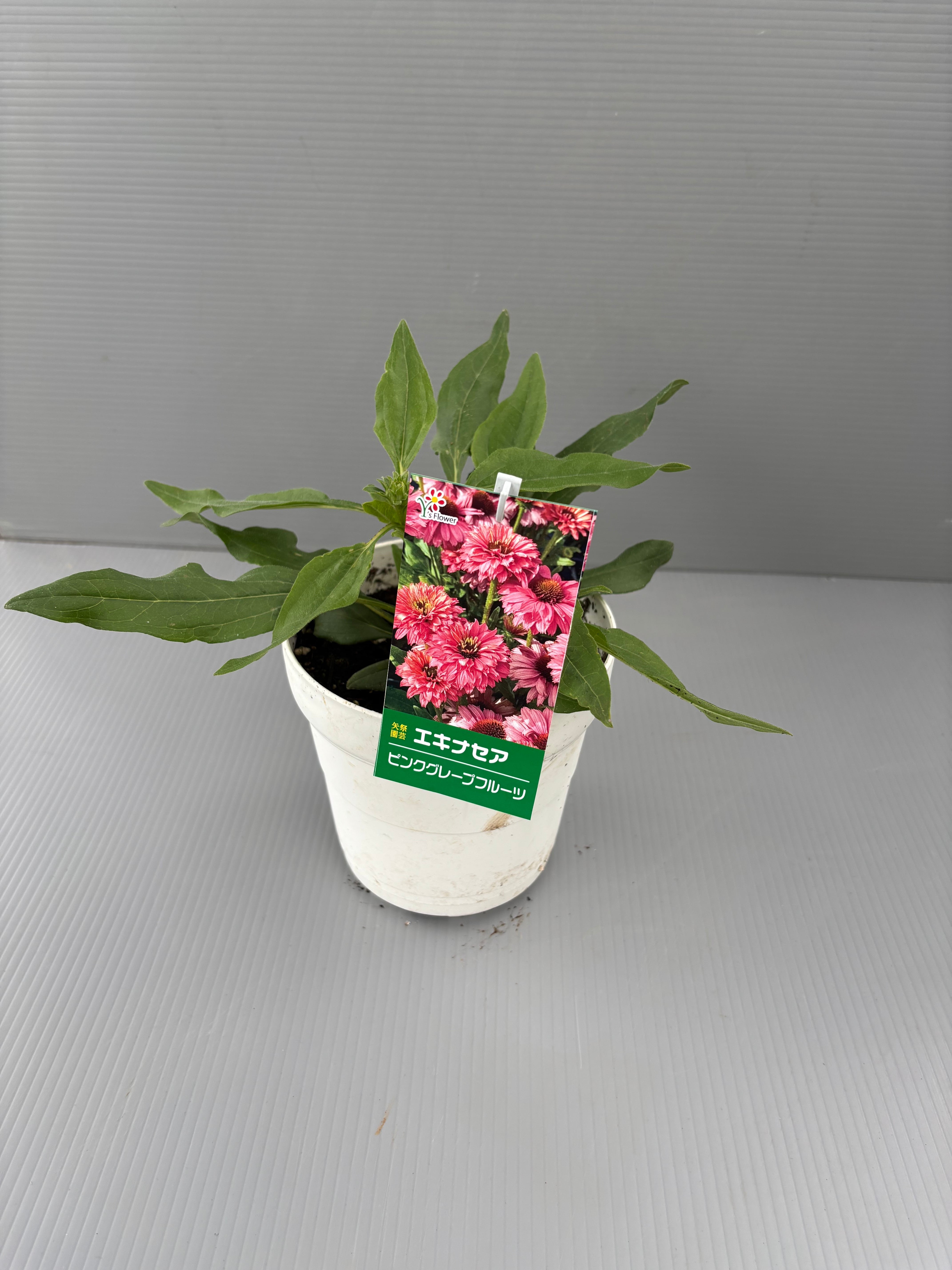 再販☆エキナセア5寸 サンシーカーピンクグレープフルーツ | flowerbiz