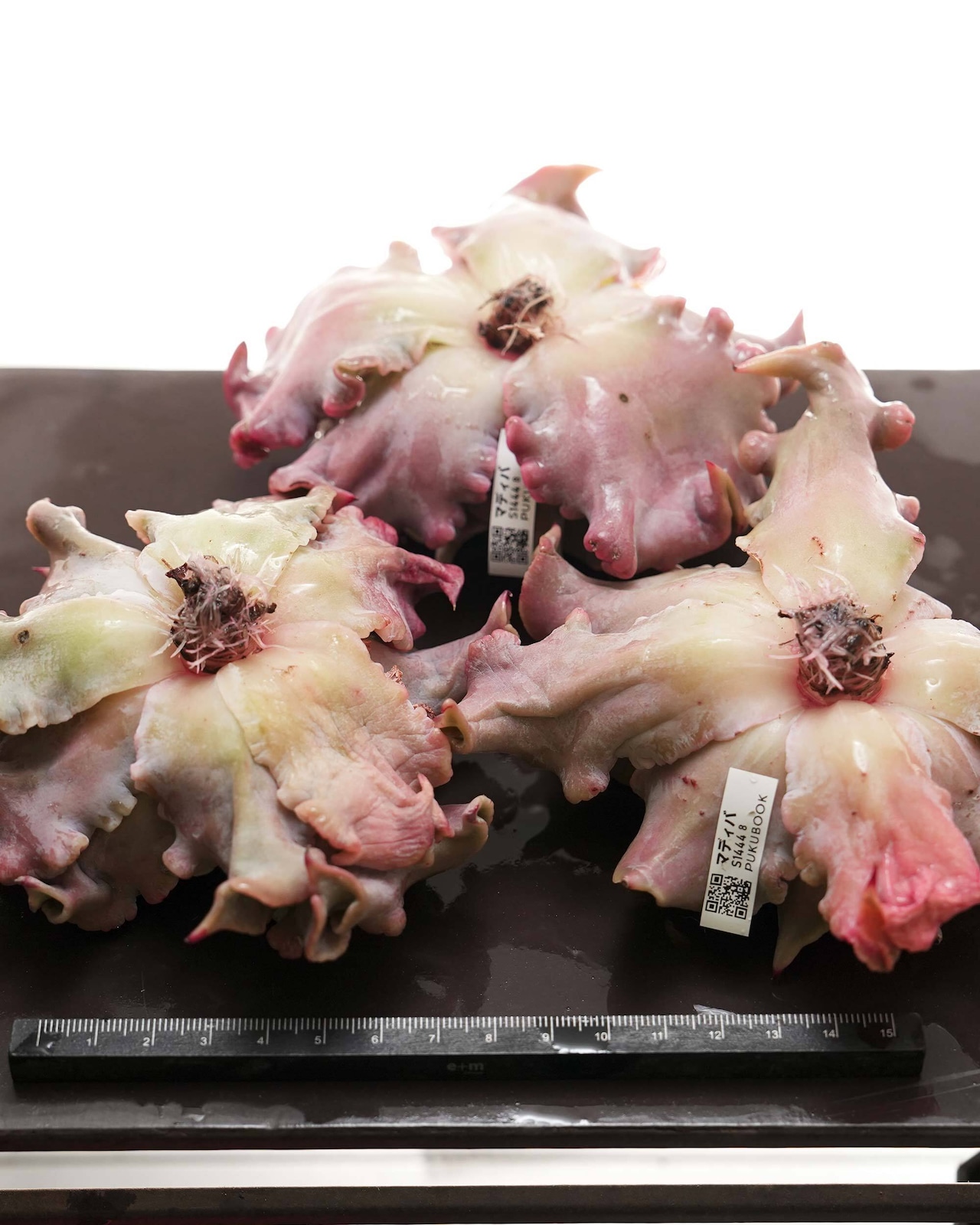 カット苗 マディバ 大株 Echeveria 'Madiba'