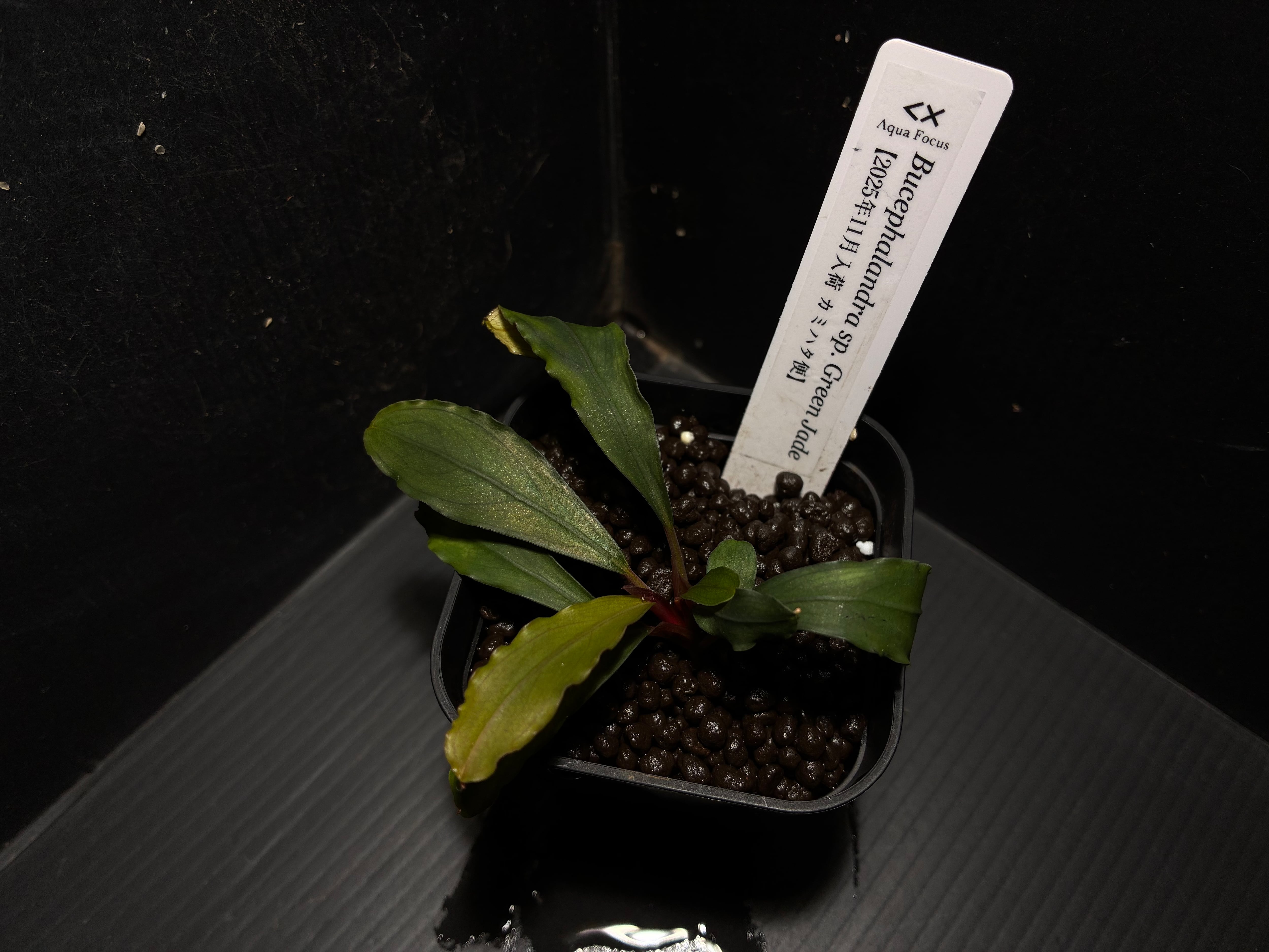 Bucephalandra sp. Variegata Hn:福袋CAKUMI Bucephalandra sp. 