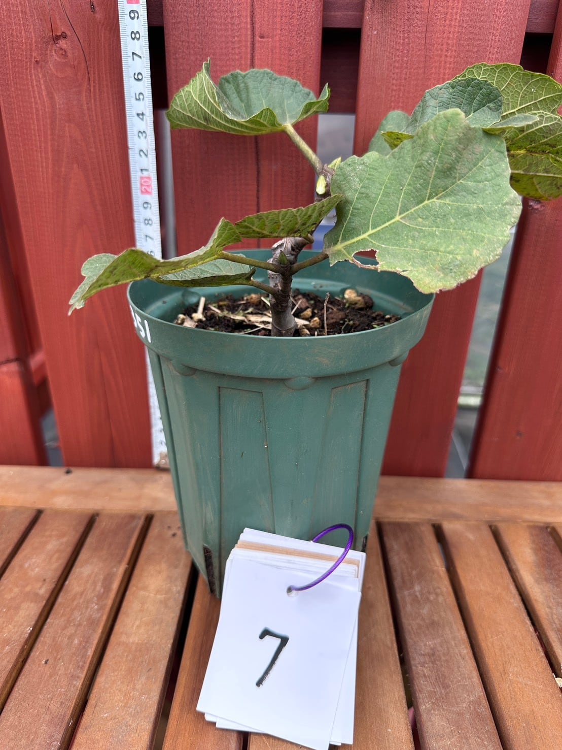 ここもぐフルーツファーム