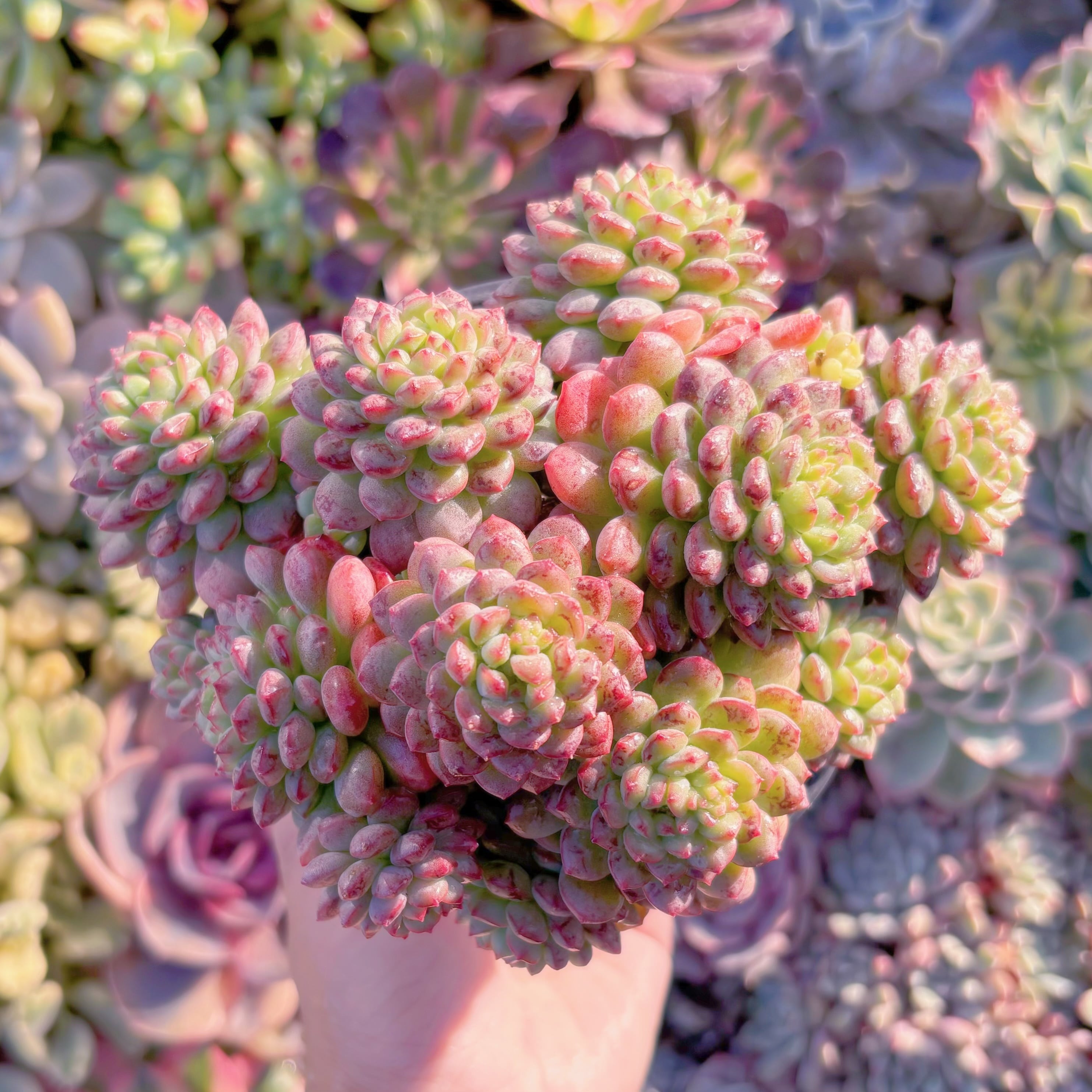 現品　コルネット#M115    大群生　るる農園