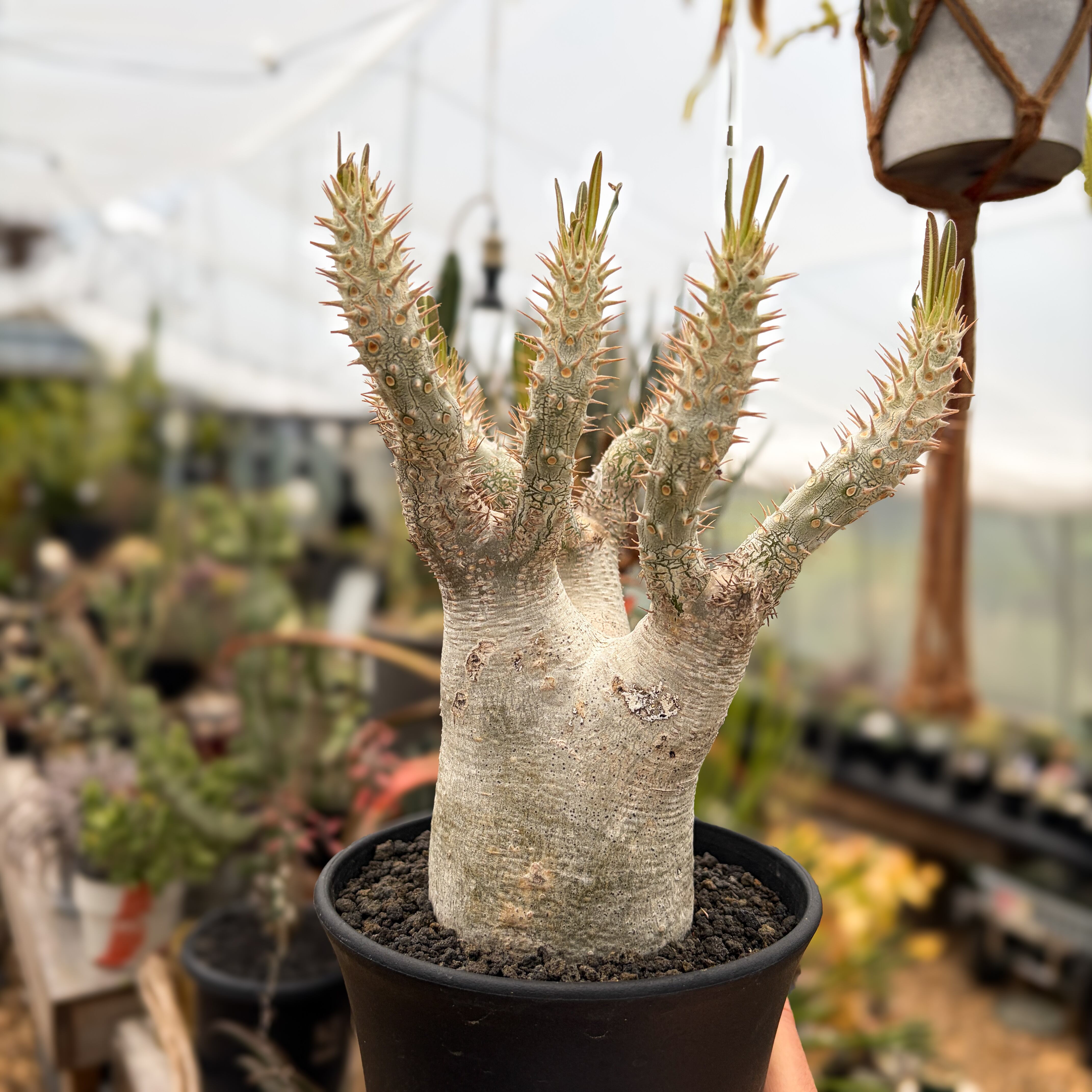 Pachypodium rosulatum var. inopinatum 【パキポディウム
