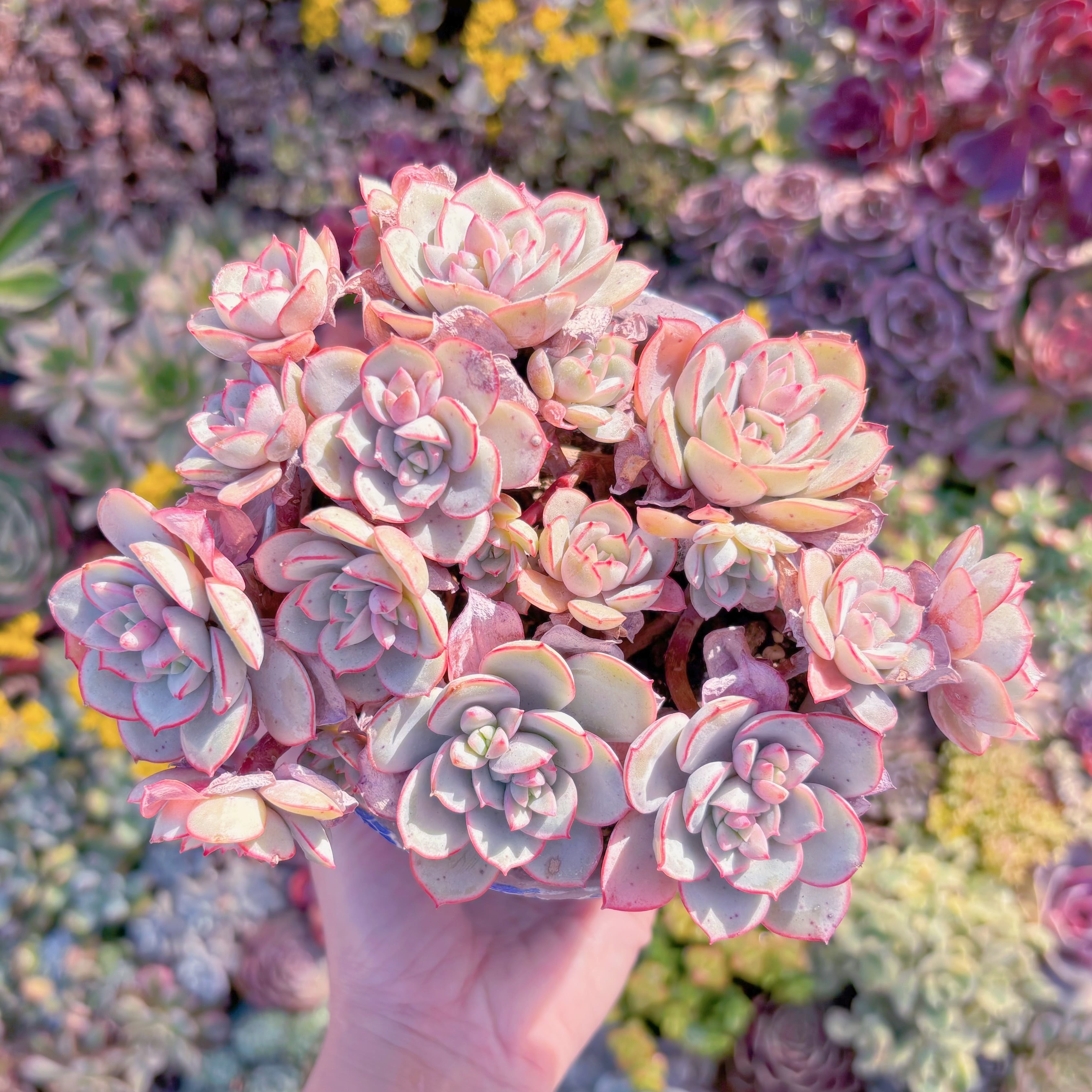 現品　ラウ026#K030　大群生　新入荷　るる農園