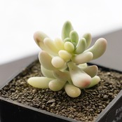 抜き苗 乙女心錦 シンブルーフォーム Sedum pachyphyllum f.variegata 'Thin Blue Form'