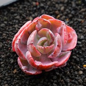 カット苗 ビヨンセ虹錦 Echeveria 'Beyonce'