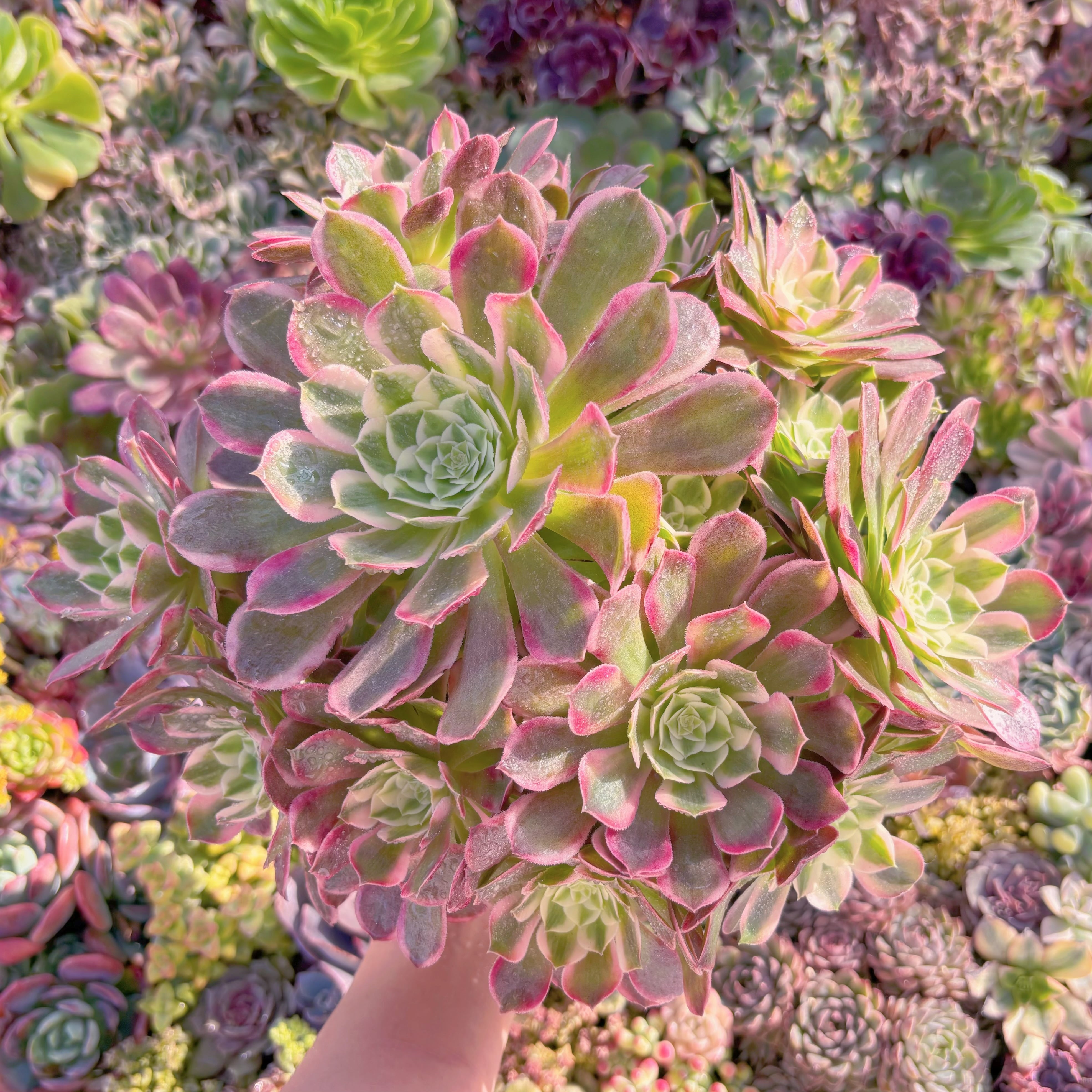 現品　クジャクの羽#M180　大群生　るる農園