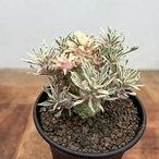 Euphorbia ‘Sotetsukirin’ variegata【ユーフォルビア・蘇鉄麒麟錦】