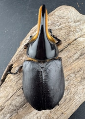 《サタンオオカブト 90mm ペア》inohiro109氏ブリード個体