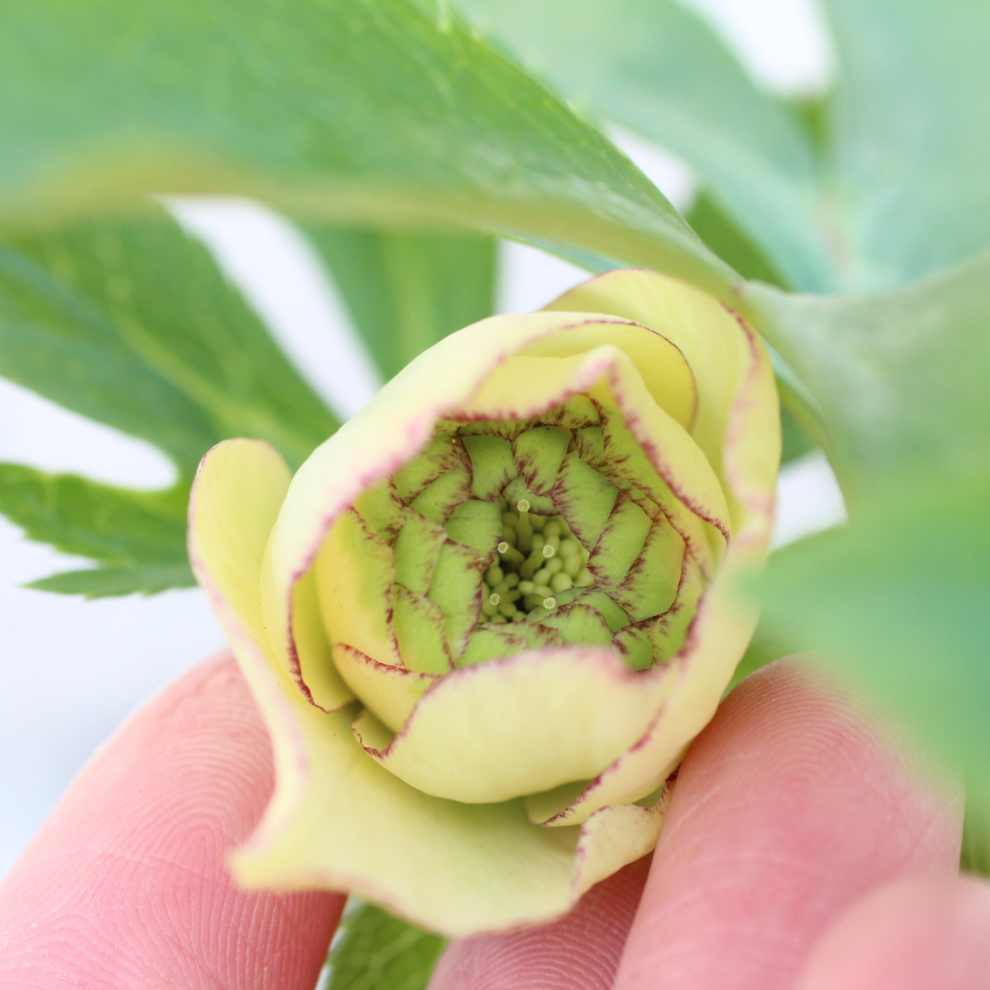 クリスマスローズ　株分け苗　元親株　ハッピーホッピーピコティ　花芽あり　４号 クリスマスローズ 株分け苗 元親株 ハッピーホッピーピコティ 4号