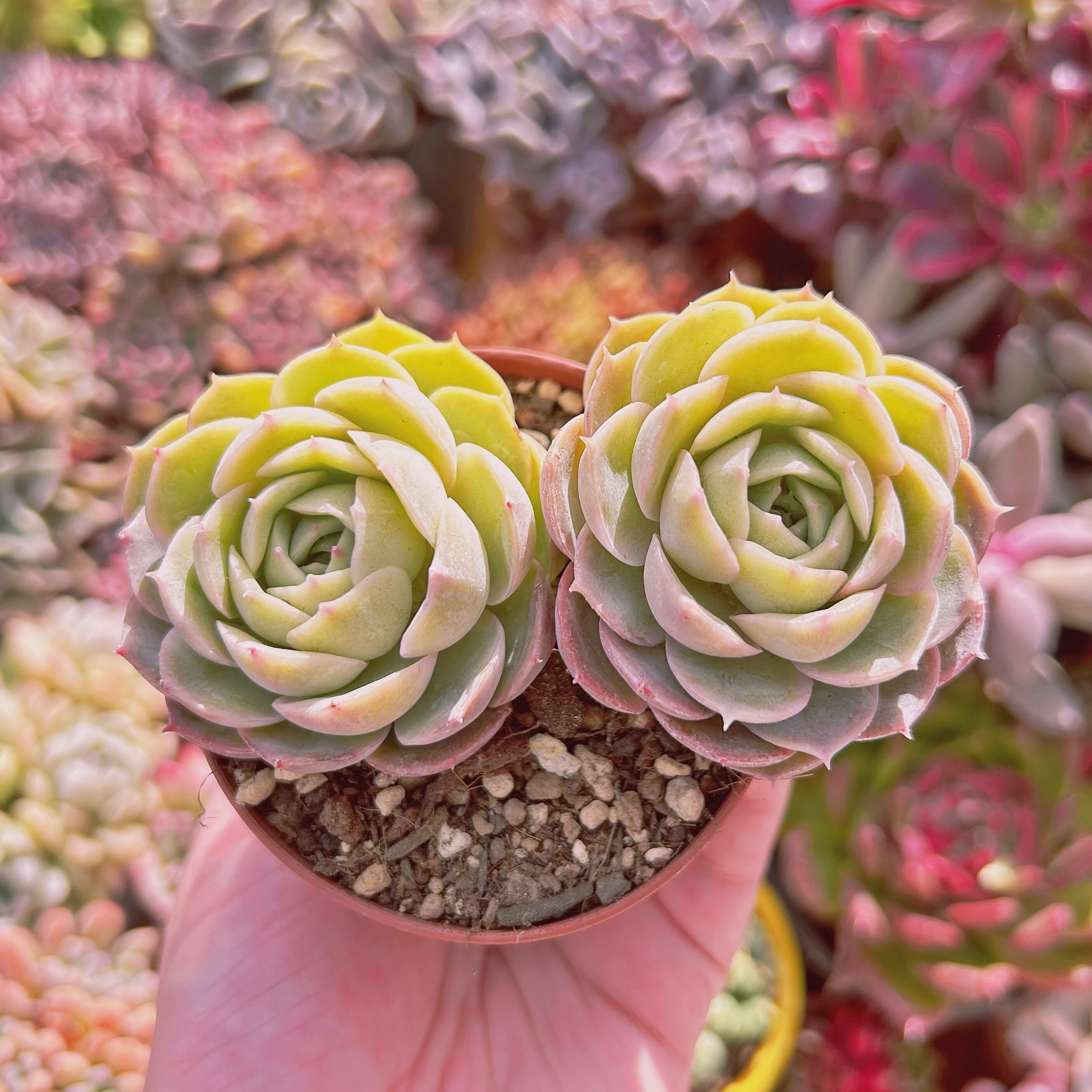 #515現物　多肉植物　オンスロー　抜き苗