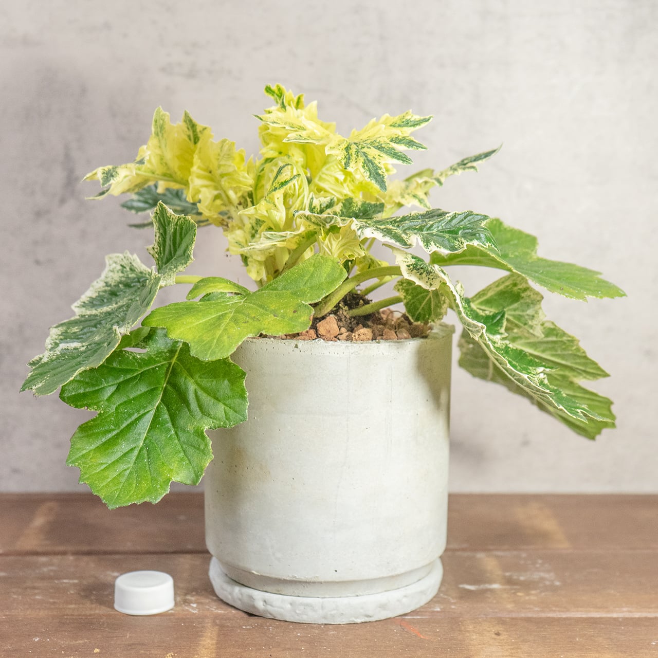 【ゴージャスな斑入り葉】アカンサスモリス・タスマニアエンジェル。無骨な手づくりモルタル鉢とセットで／虫発生抑制／全国一律送料850円