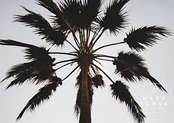 Someday's sky｜ビンテージ感漂うパームツリーが描くリゾートアートポスター｜大人のカリフォルニア空間を演出する一枚A4ポスター