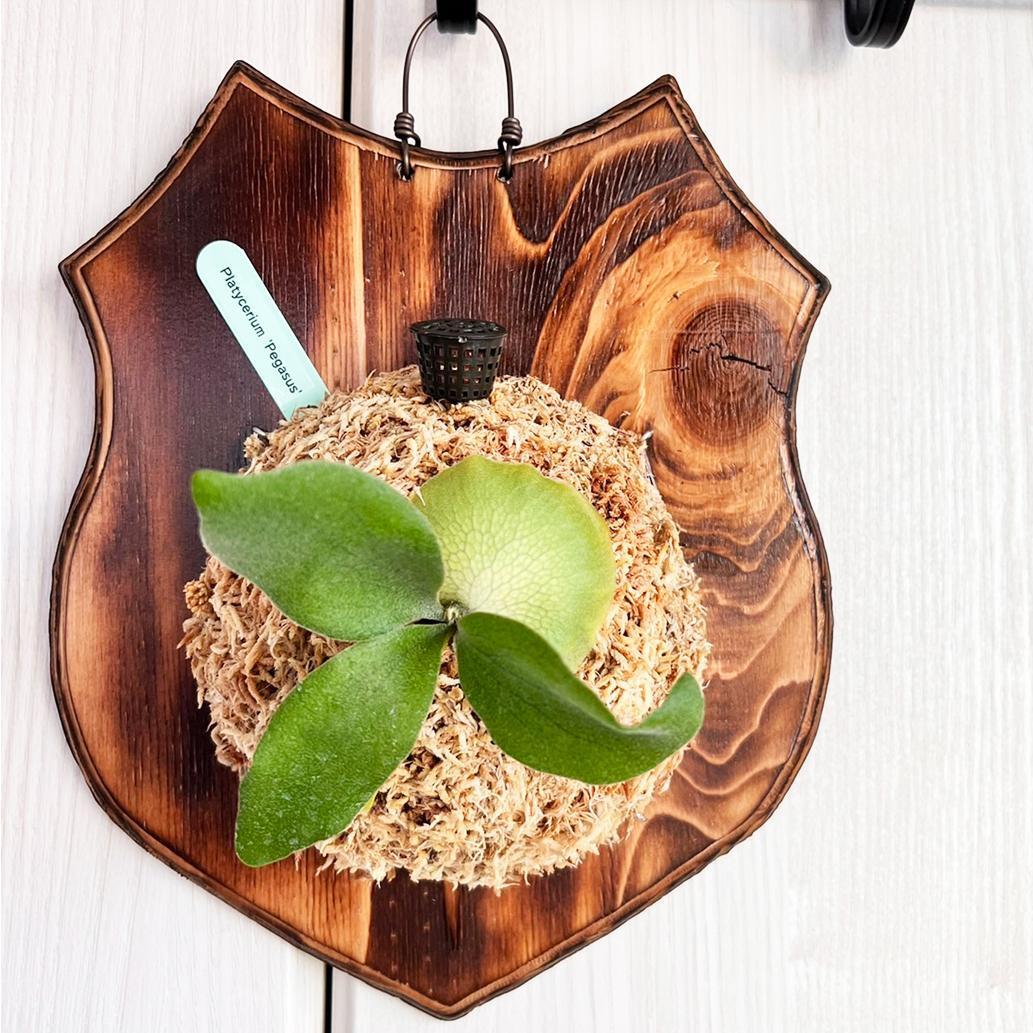 ビカクシダ ペガサス 【セレクト個体】ペガサスTC P.Pegasus