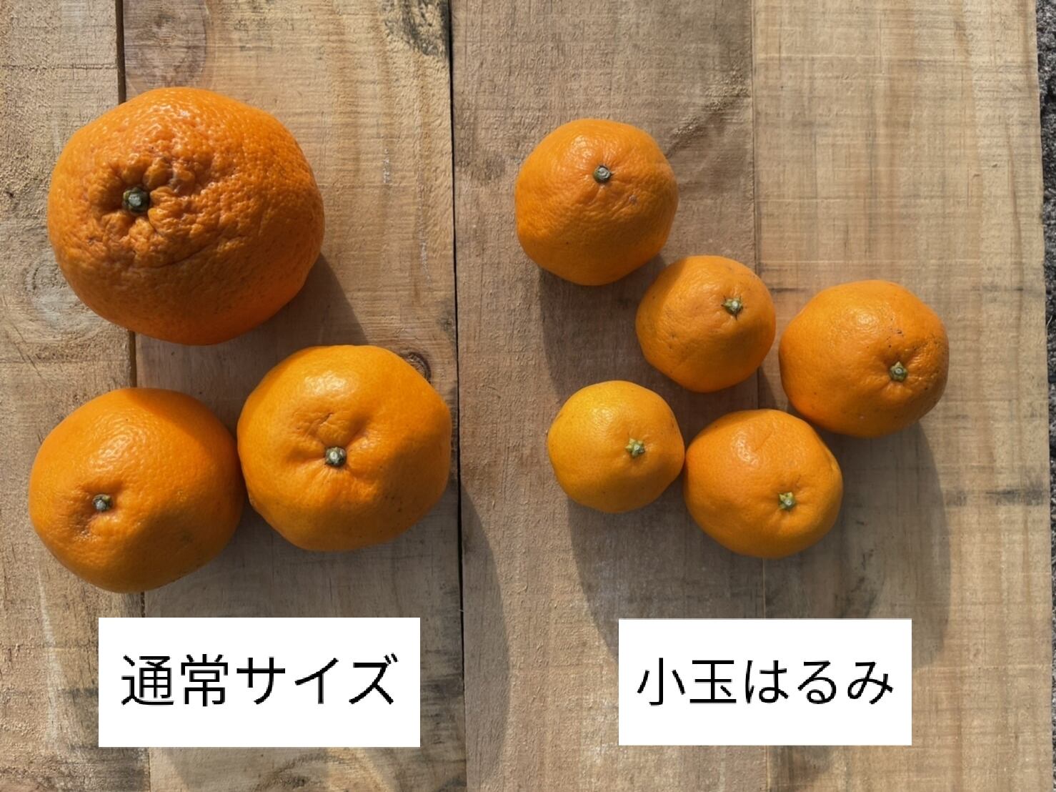 【小玉】はるみ 2kg箱(税込・送料込)