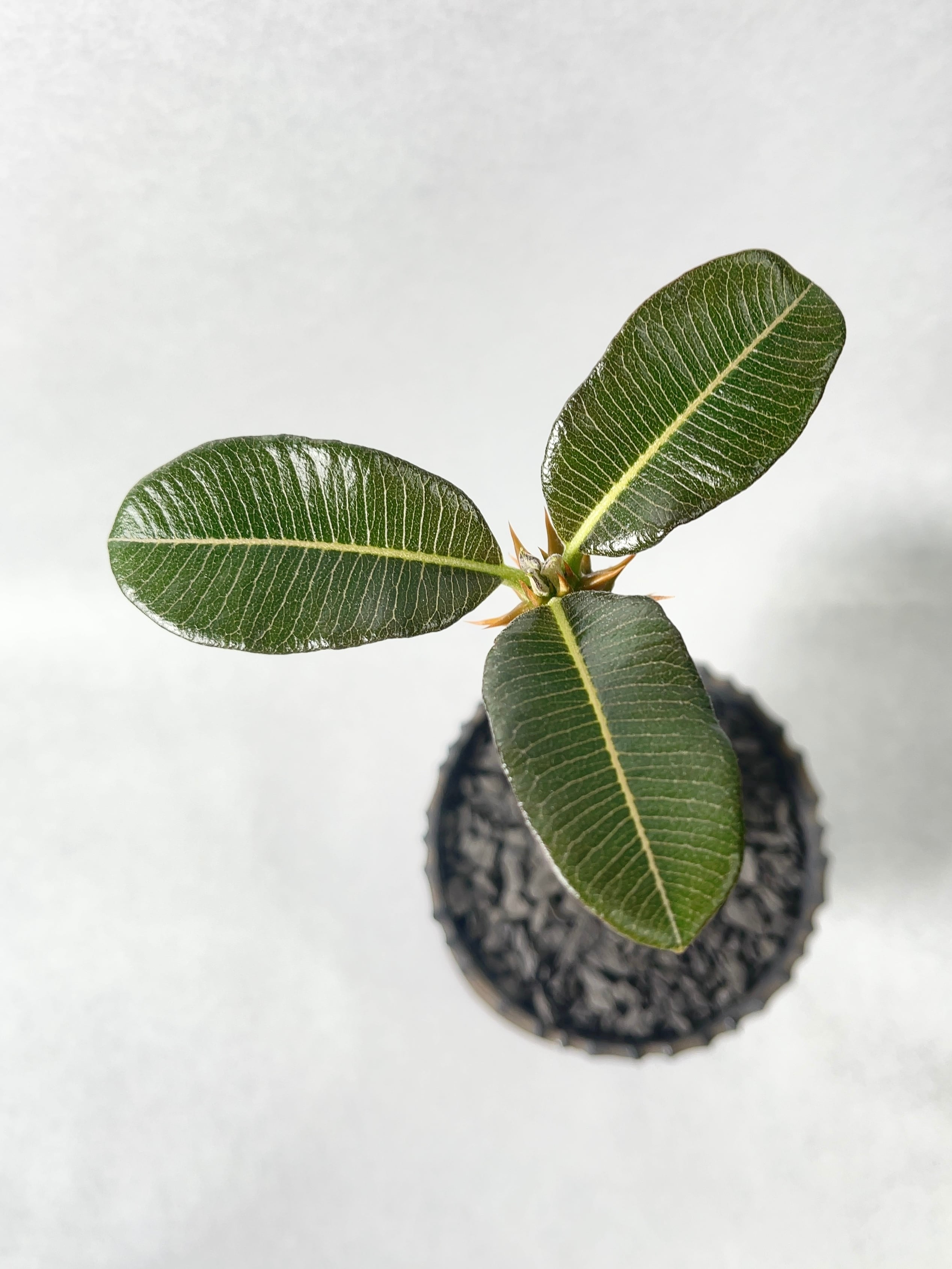 パキポデュウム　バロニー パキポディウム・バロニー | trigger