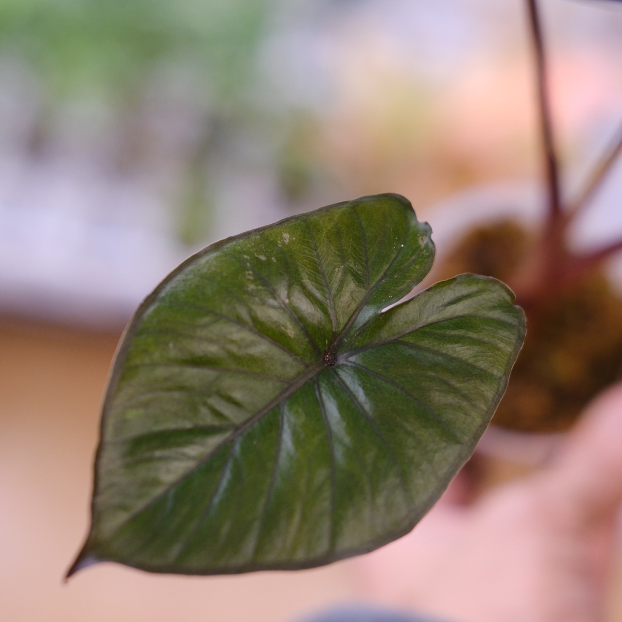 アロカシア ピンク セレンディピティ / Alocasia Pink Serendipity / 観葉植物<育て方・花言葉>