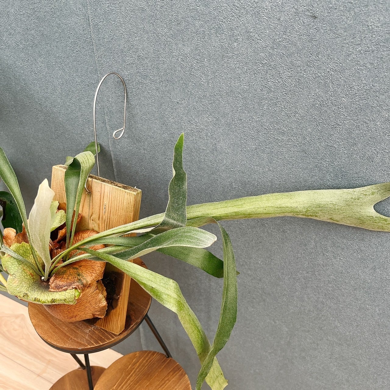 現品］S ビカクシダ コウモリラン 板付 観葉植物 室内 おしゃれ 吊り