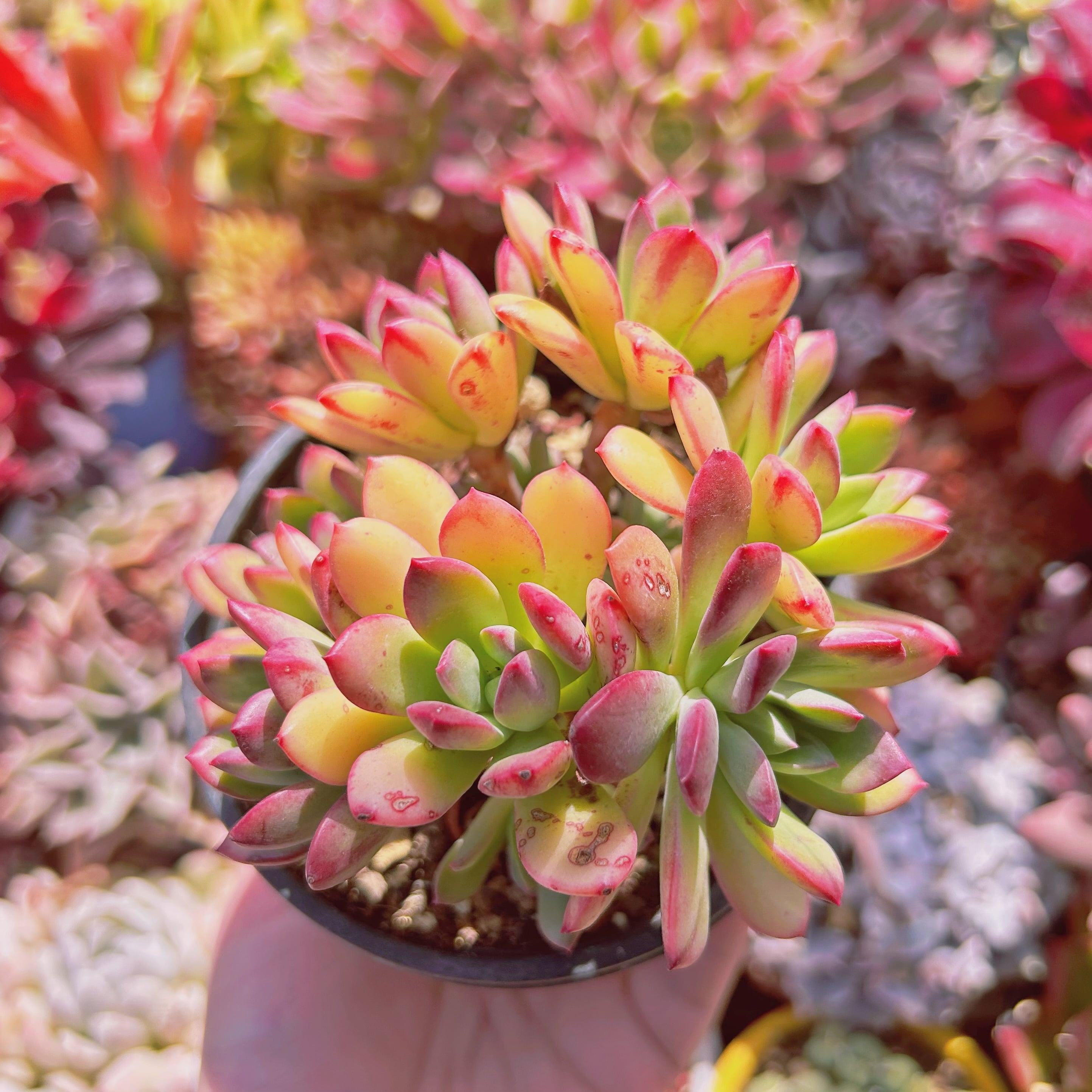 #928現物　多肉植物　ミニベル錦　大群生　抜き苗